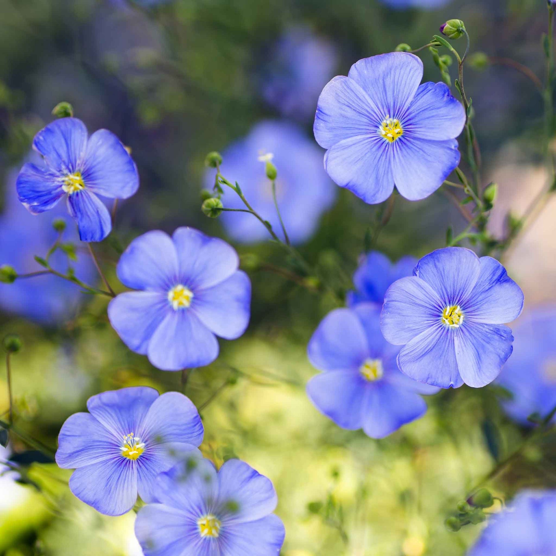 flax flower seed Bulk Annual Blue Flax Seeds