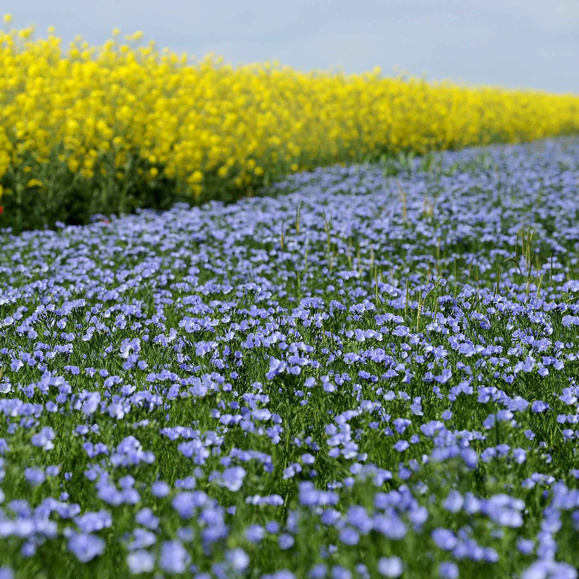 blue flax flower seeds Bulk Annual Blue Flax Seeds