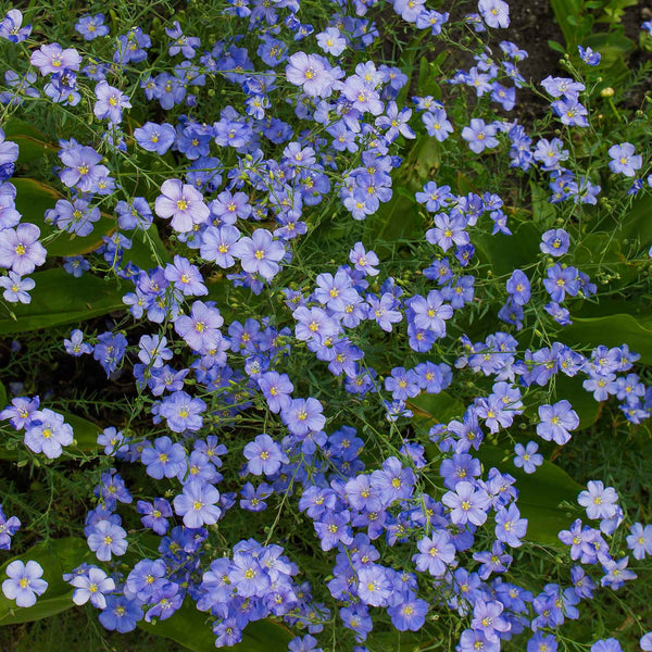 Bulk Perennial Blue Flax Seeds 1 Ounce