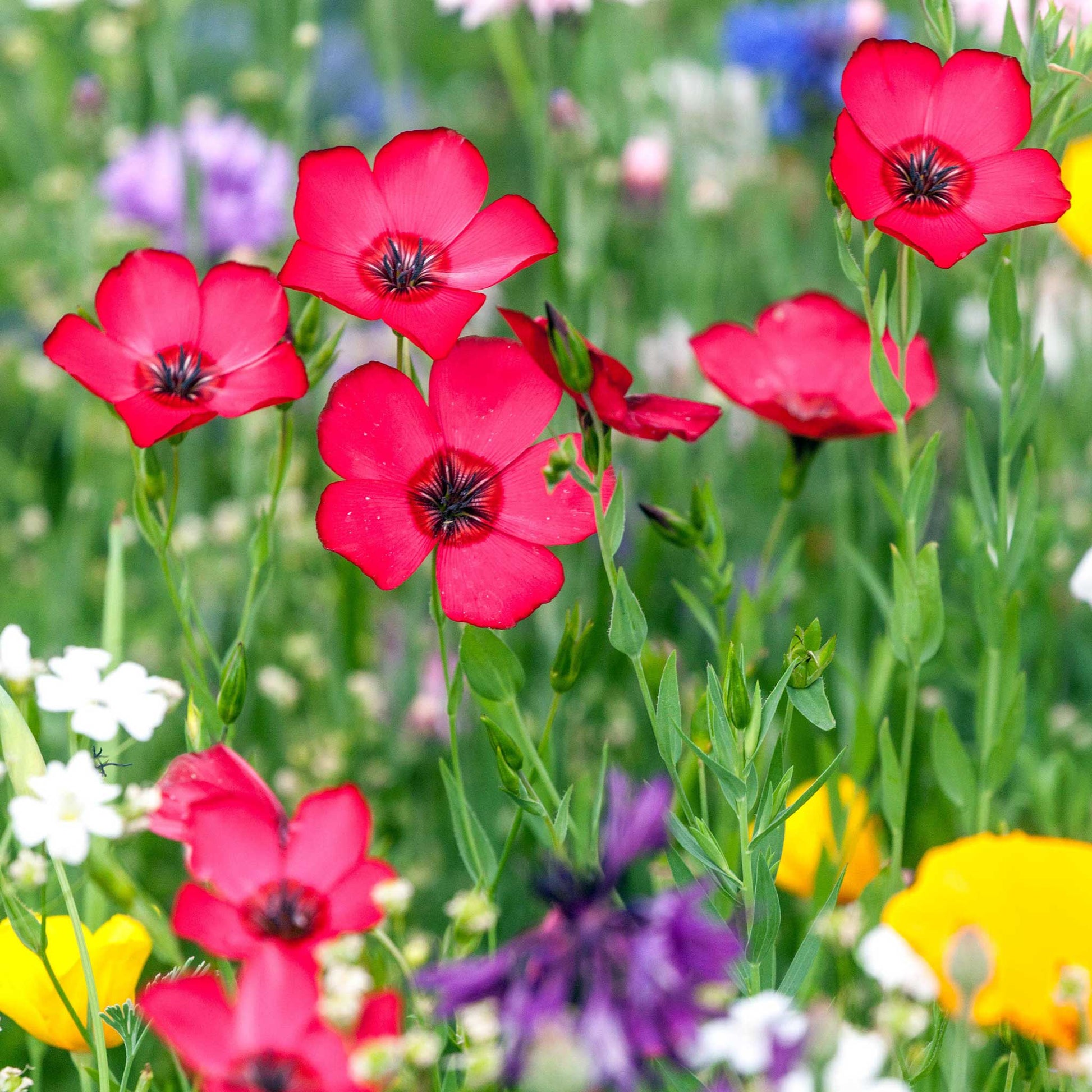 scarlet flax flower seeds Bulk Scarlet Flax Seeds 1 Ounce