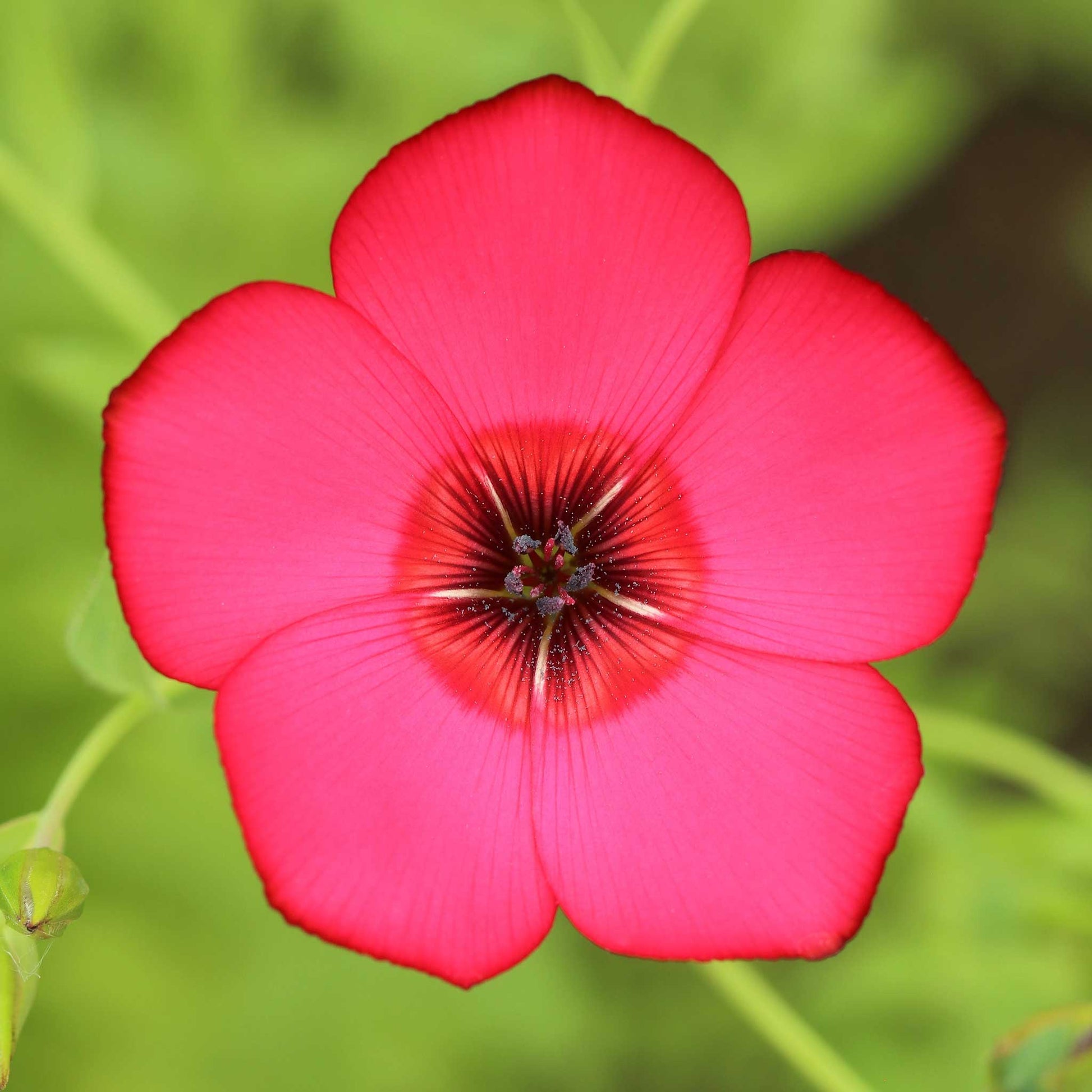 flax seeds planting Bulk Scarlet Flax Seeds 1 Ounce