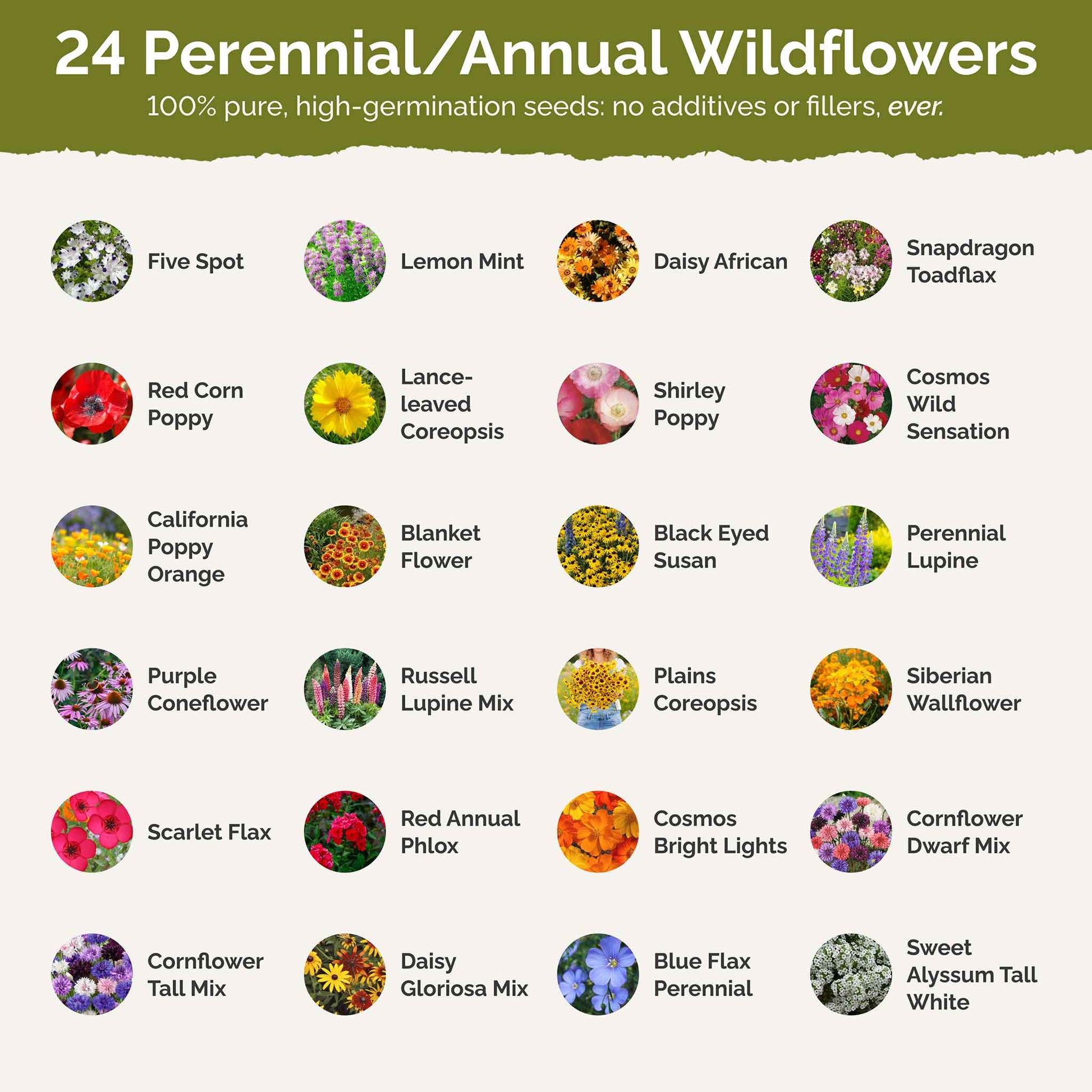 south florida wildflower seeds Bulk Florida Wildflower Seed Mix