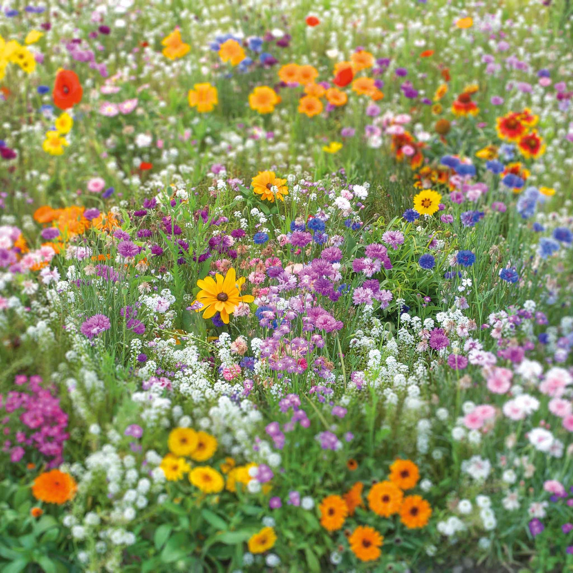 bulk meadow flower seeds Bulk Flowery Fields Flower Seed Mix