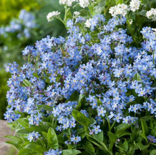 forget me not flower seeds for sale Bulk Forget Me Not Seeds