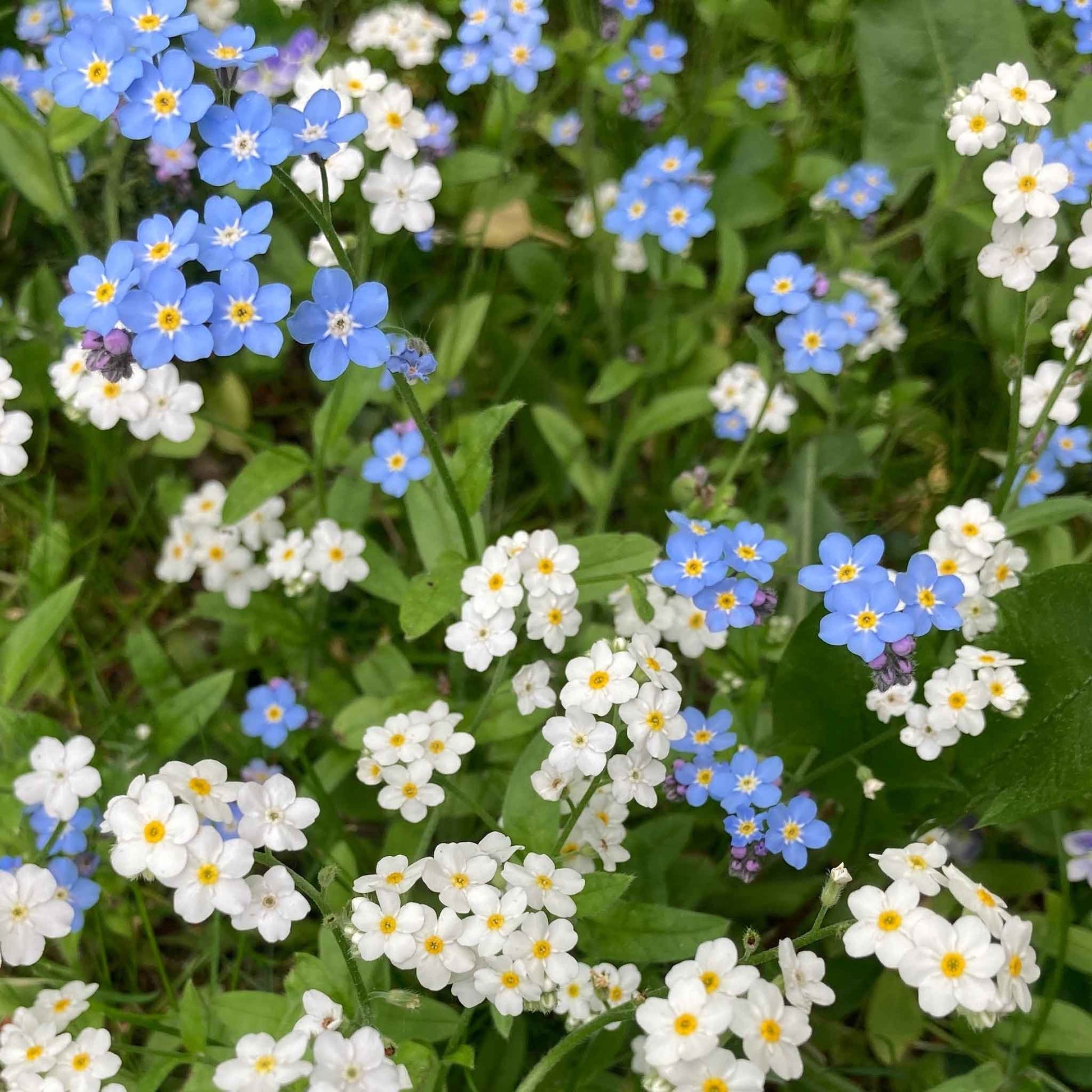forget me not flower seeds for sale Bulk Forget Me Not Seeds