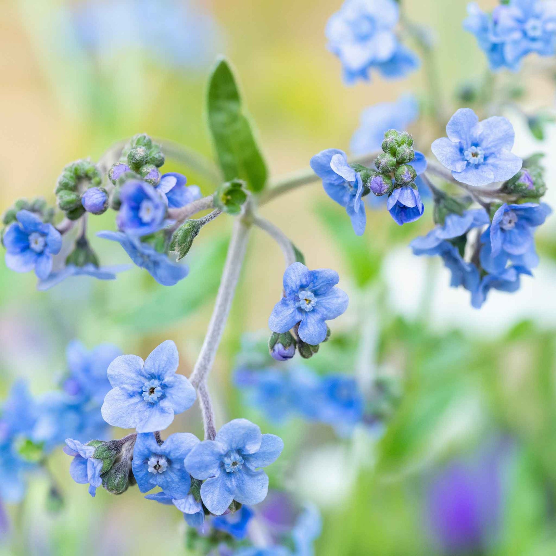 flower seeds from china Bulk Chinese Forget Me Not Seeds Packet