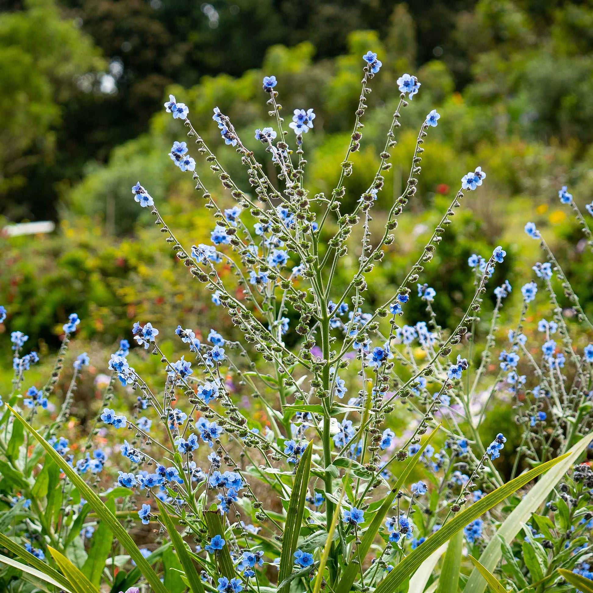 chinese garden seeds Bulk Chinese Forget Me Not Seeds Packet