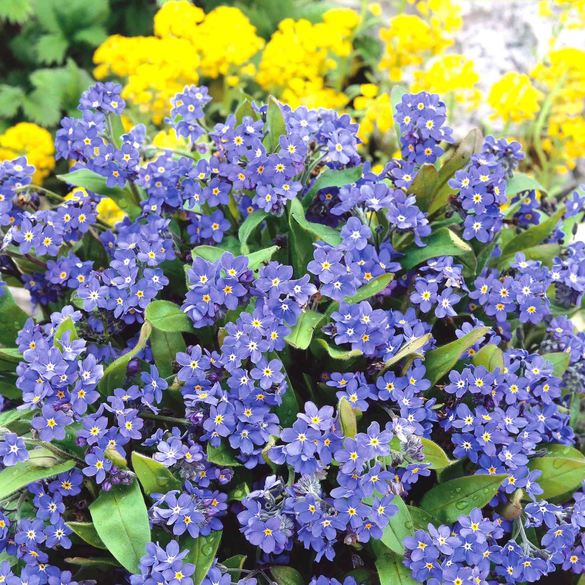 forget-me-not seeds planting Bulk Forget Me Not (Dwarf) Seeds