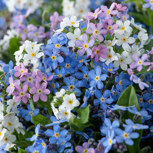 Bulk Forget Me Not Seeds - Mixed Colors | Bulk Wildflowers