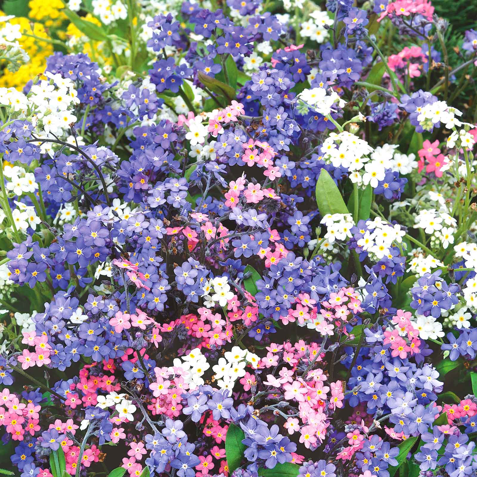 forget me not flower seed packets bulk Bulk Forget Me Not Seeds - Mixed Colors