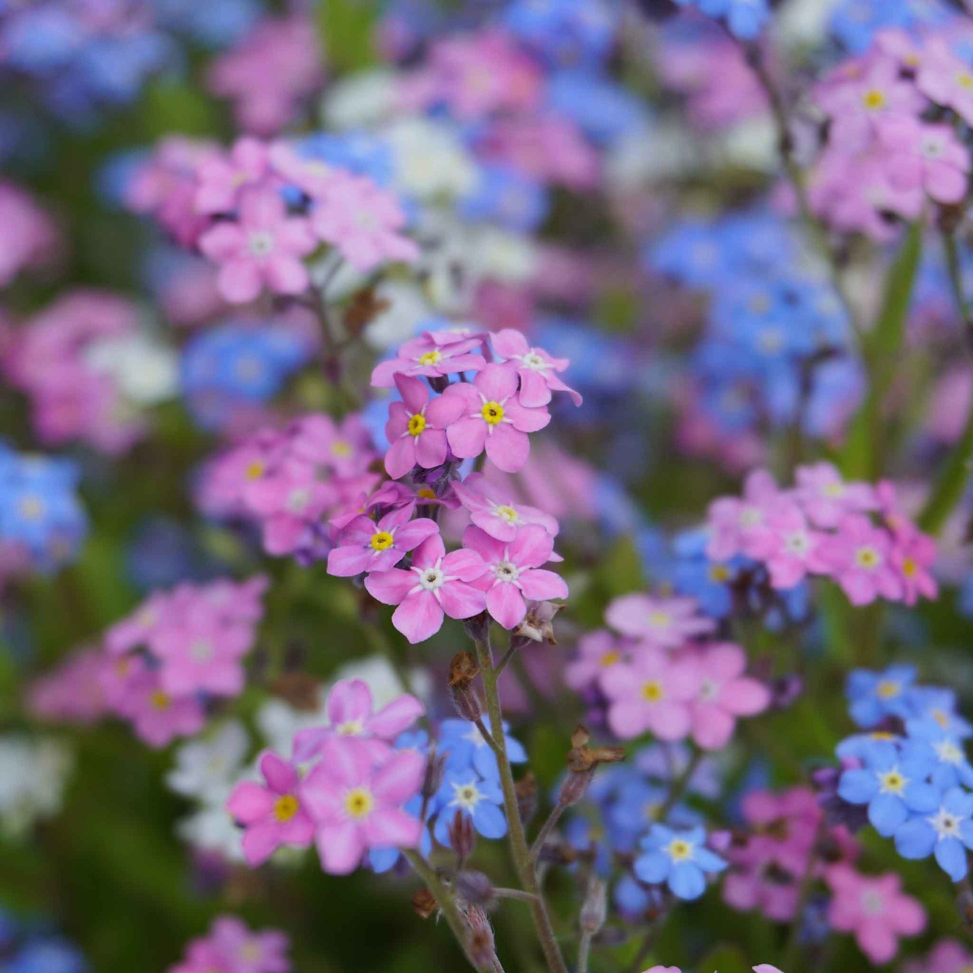 forget me not flower seed packets bulk Bulk Forget Me Not Seeds - Mixed Colors