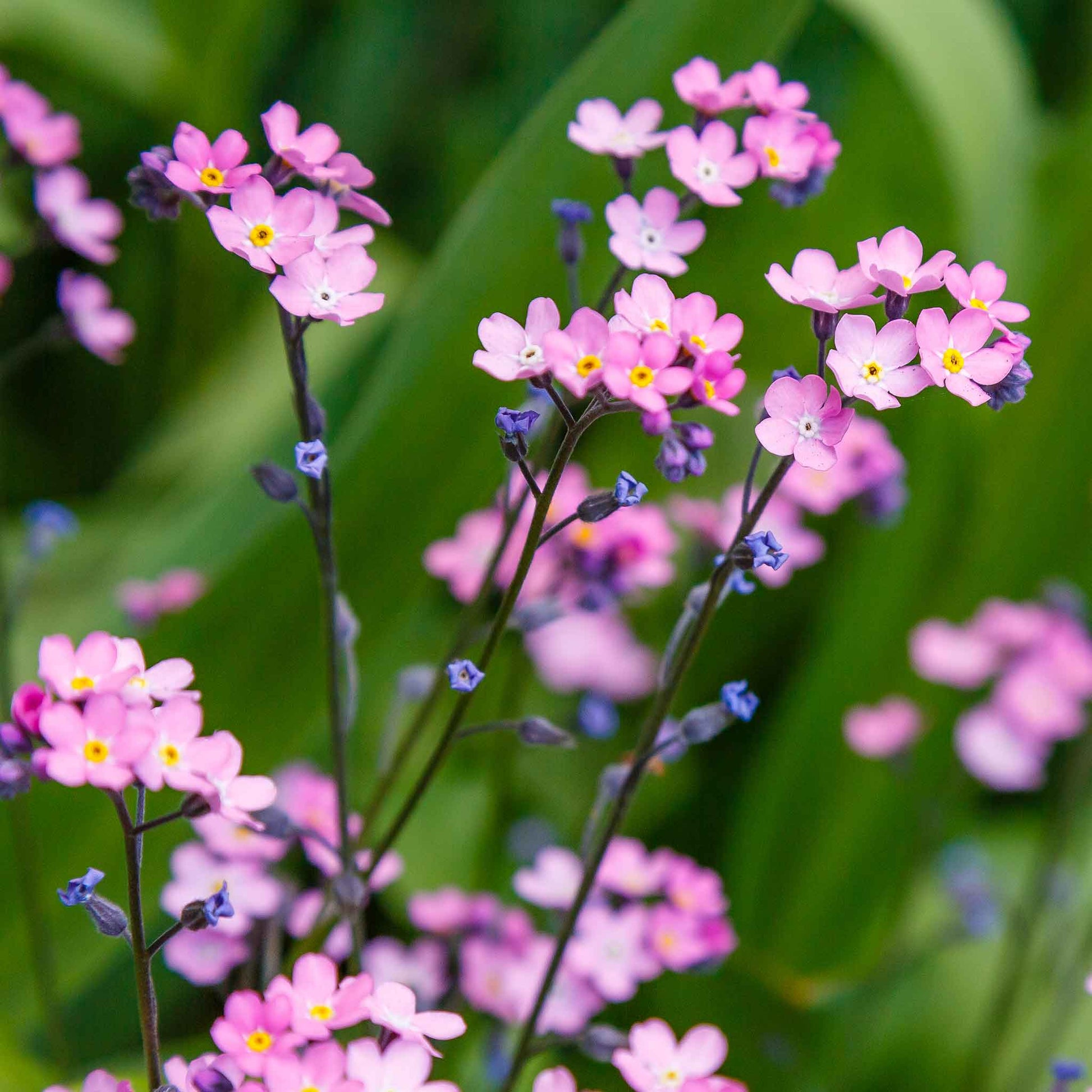 plants produce seeds but not flowers Bulk Forget Me Not Seeds