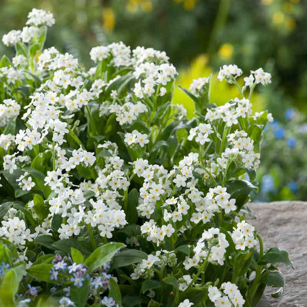 Bulk Forget Me Not Seeds - White | Bulk Wildflowers