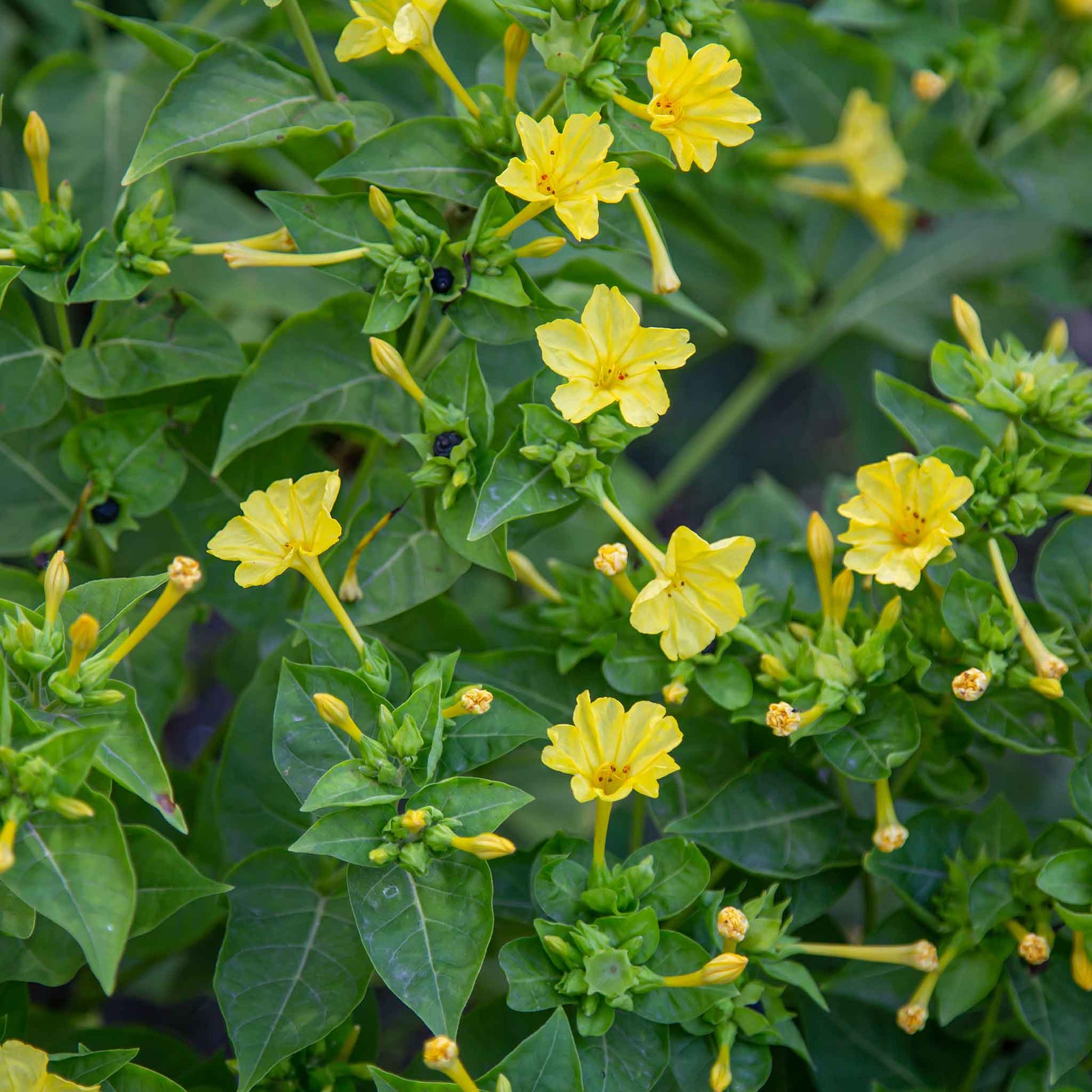 four o'clock plant seeds Bulk Four O'Clock Seeds