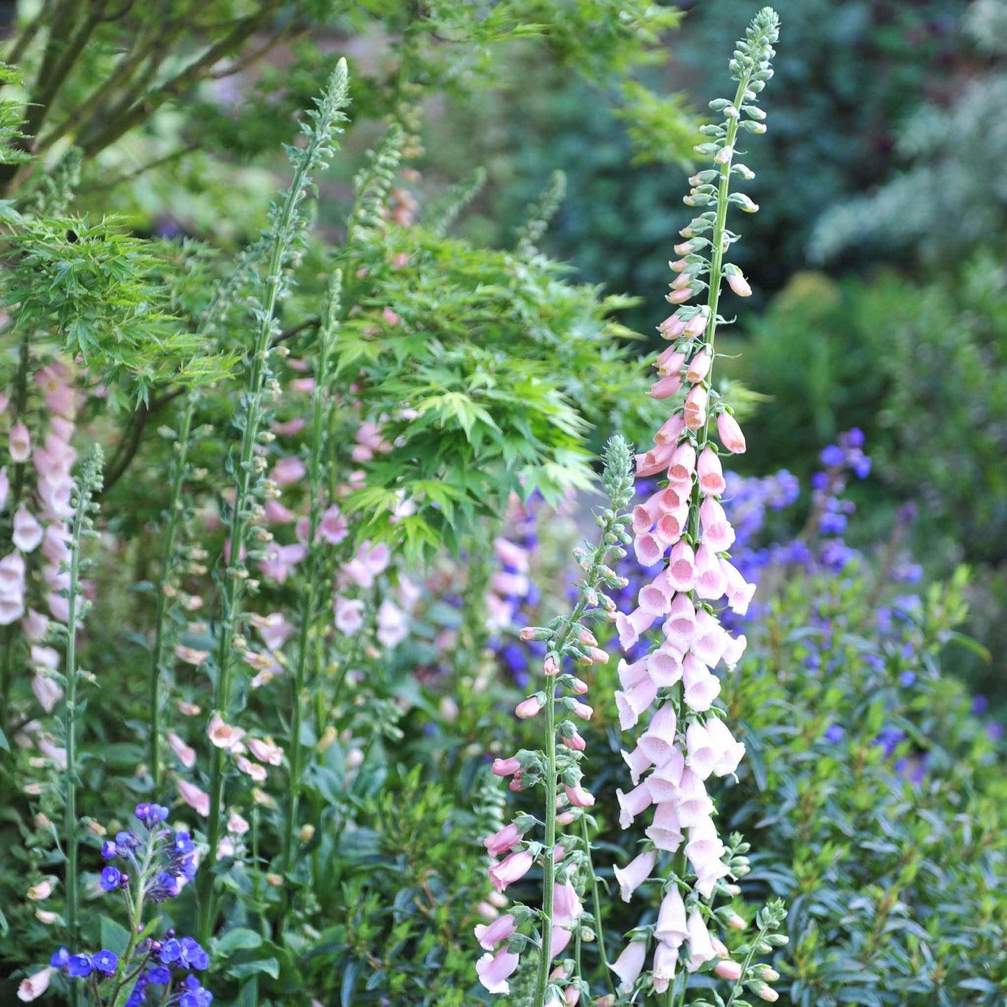 foxglove apricot beauty