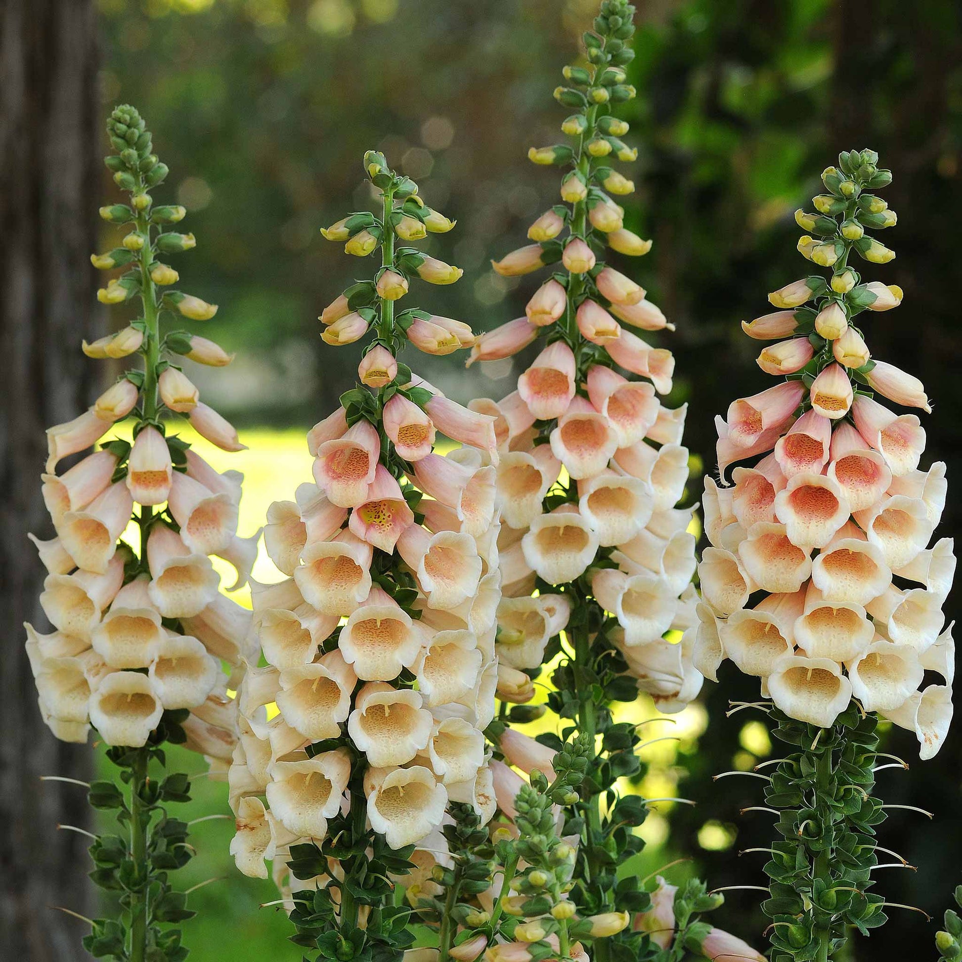 foxglove dalmatian peach