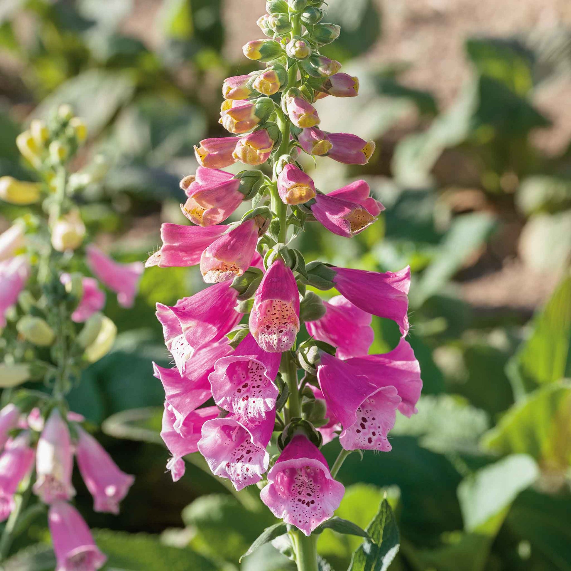 plant foxglove seeds Bulk Foxglove Seeds (Dwarf)