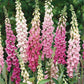 foxglove gloxiniaeflora