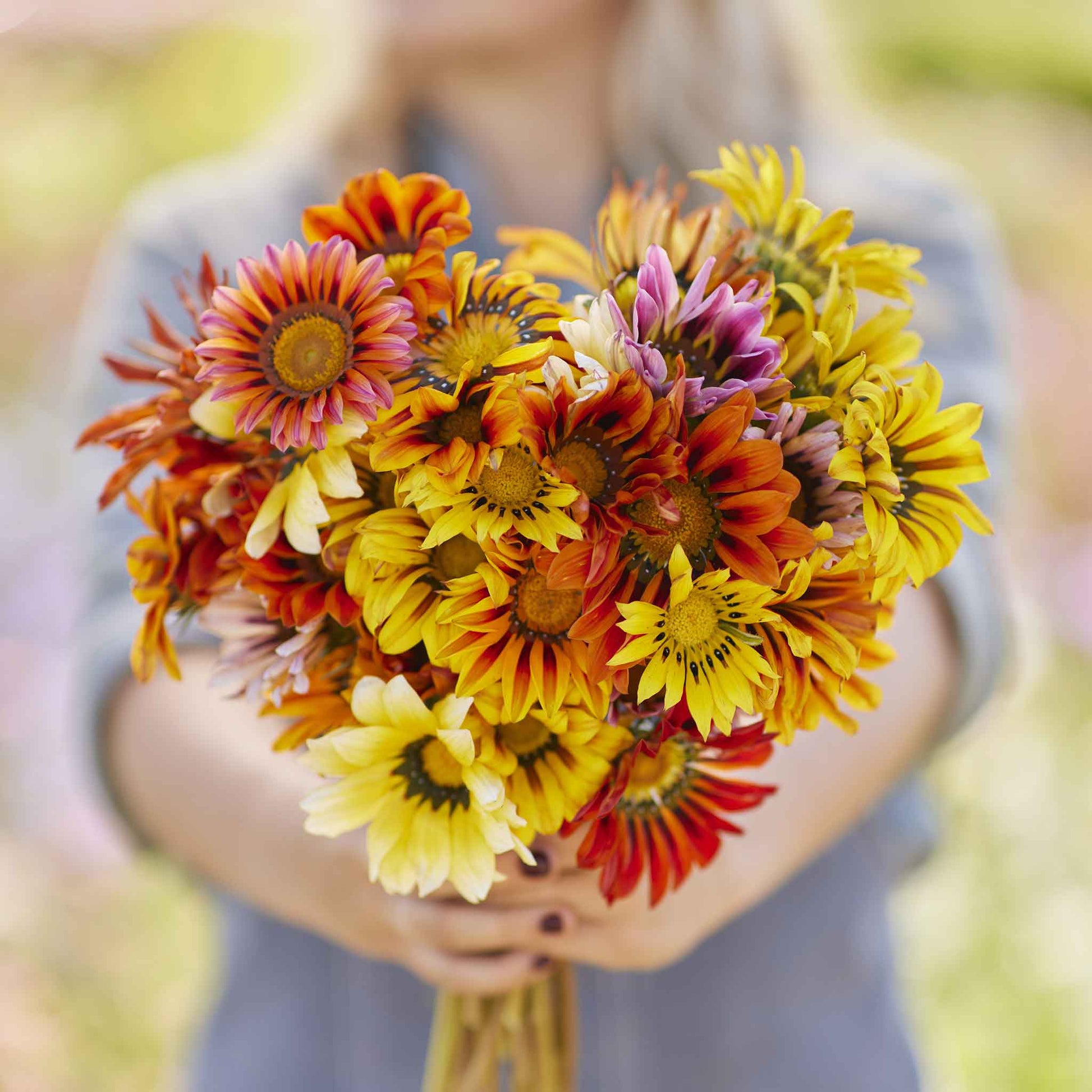 sunshine flower seeds Gazania Seeds - Sunshine Mix | Flower Seeds