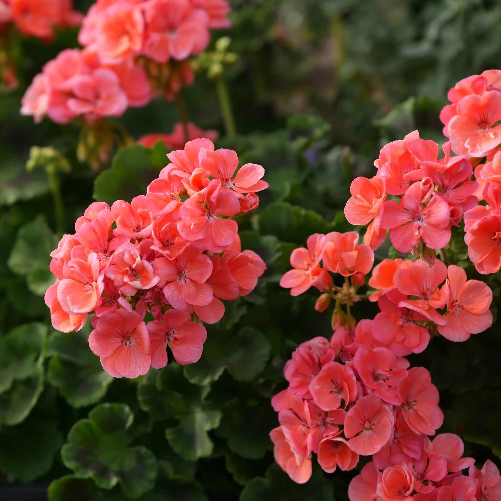 rose geranium seeds Bulk Geranium Seeds - Pinto Premium White to Rose