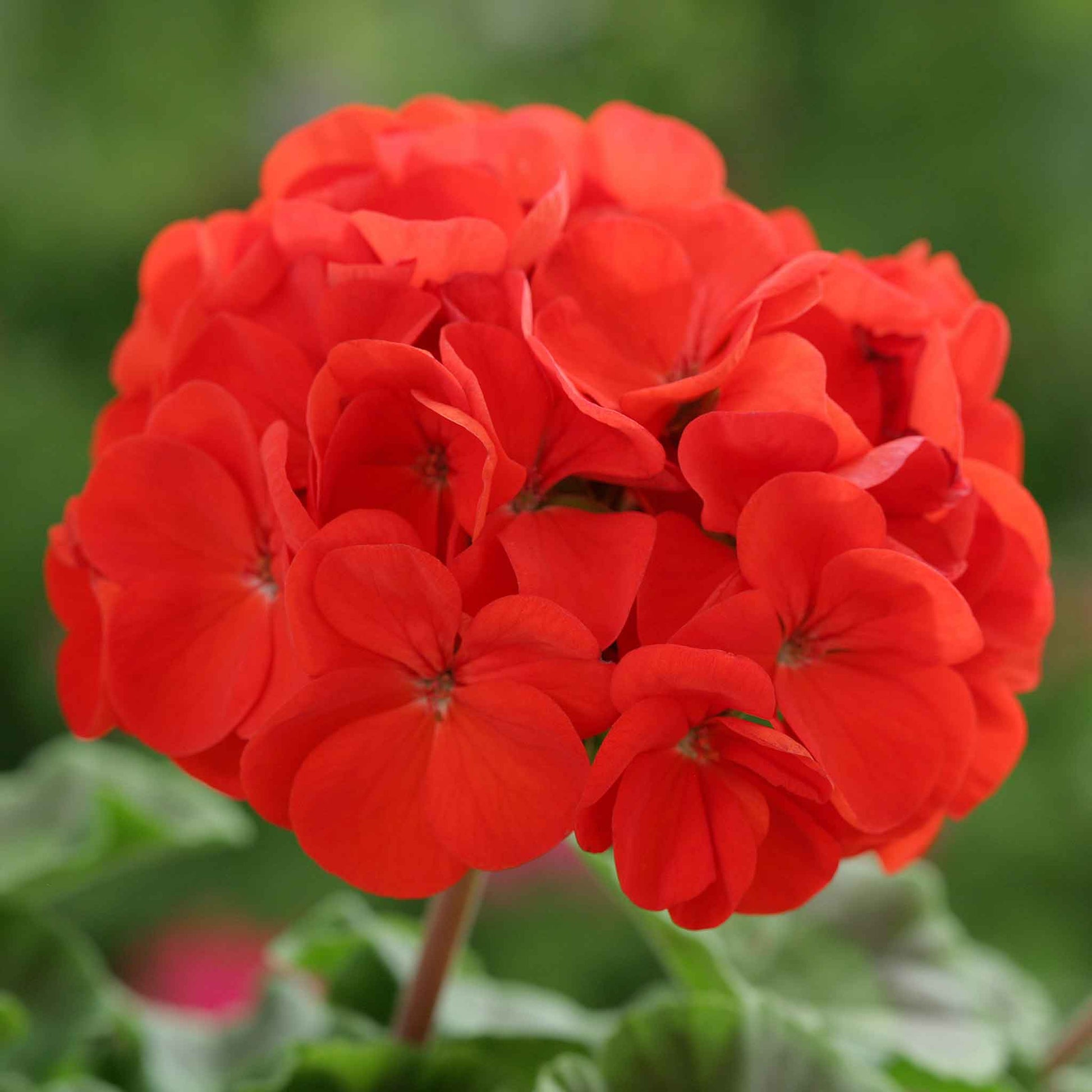 geranium seeds red Bulk Geranium Seeds - Horizon Scarlet