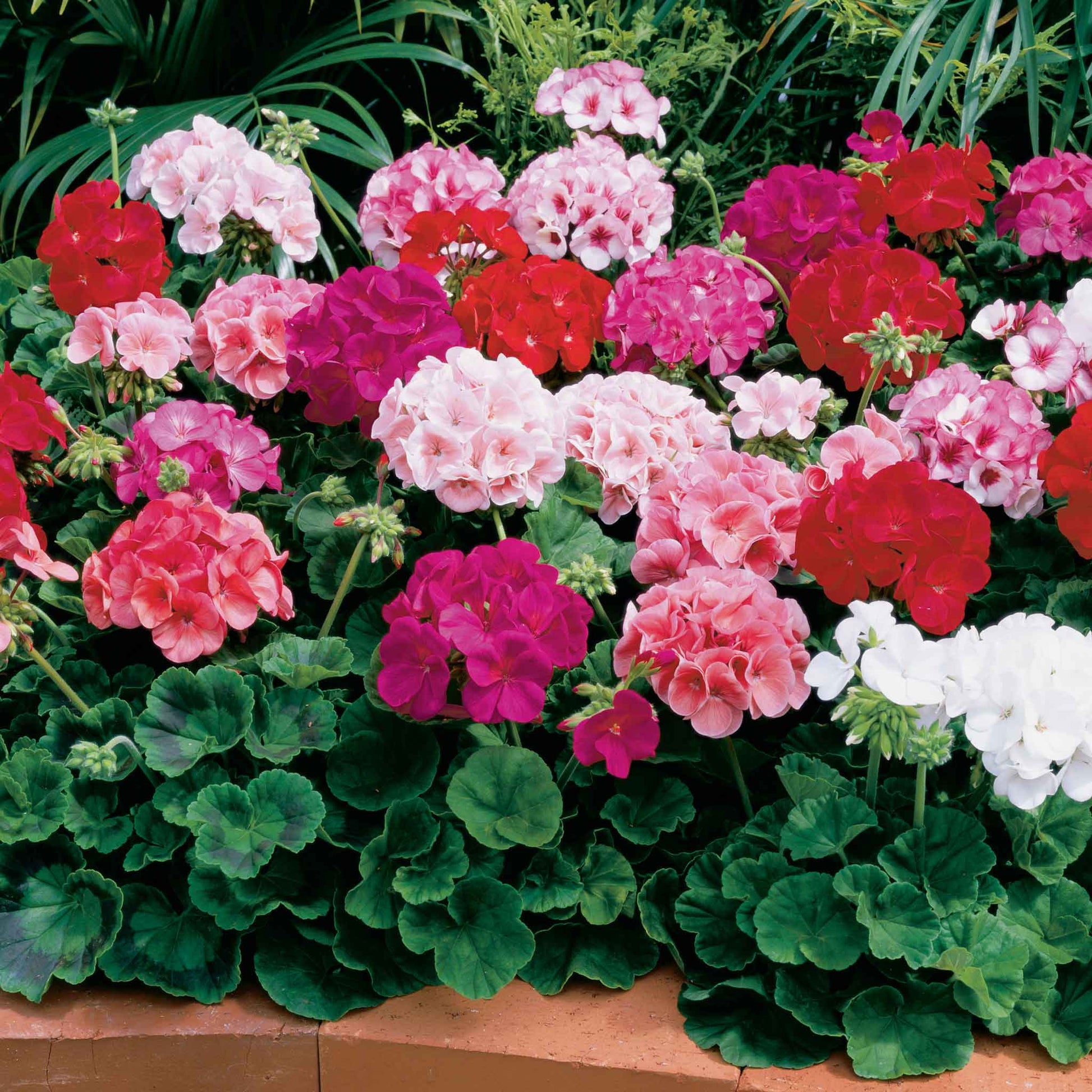 zonal geranium seeds Bulk Geranium Seeds - Maverick Mix | Flower Seeds