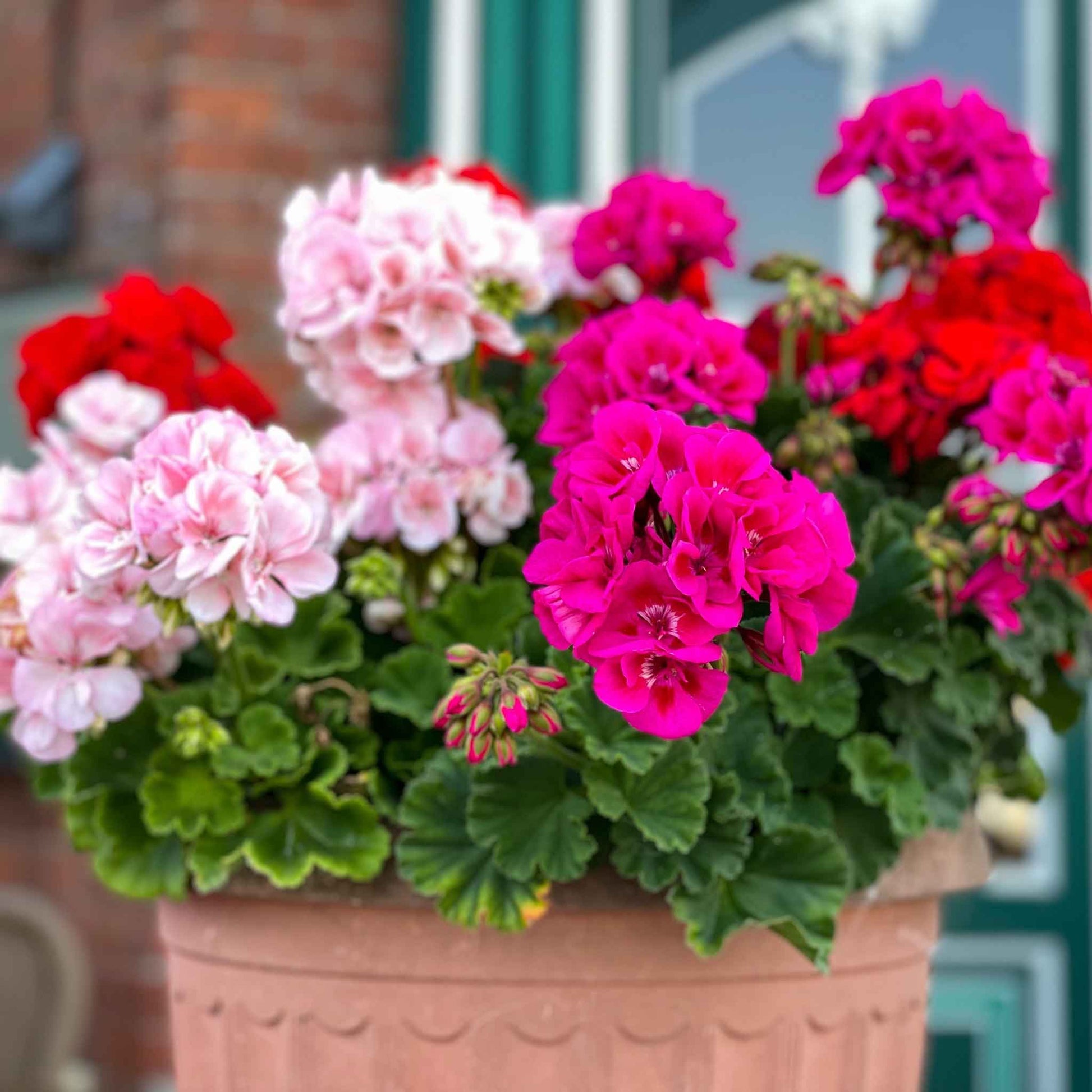 best place to buy geranium seeds Bulk Geranium Seeds