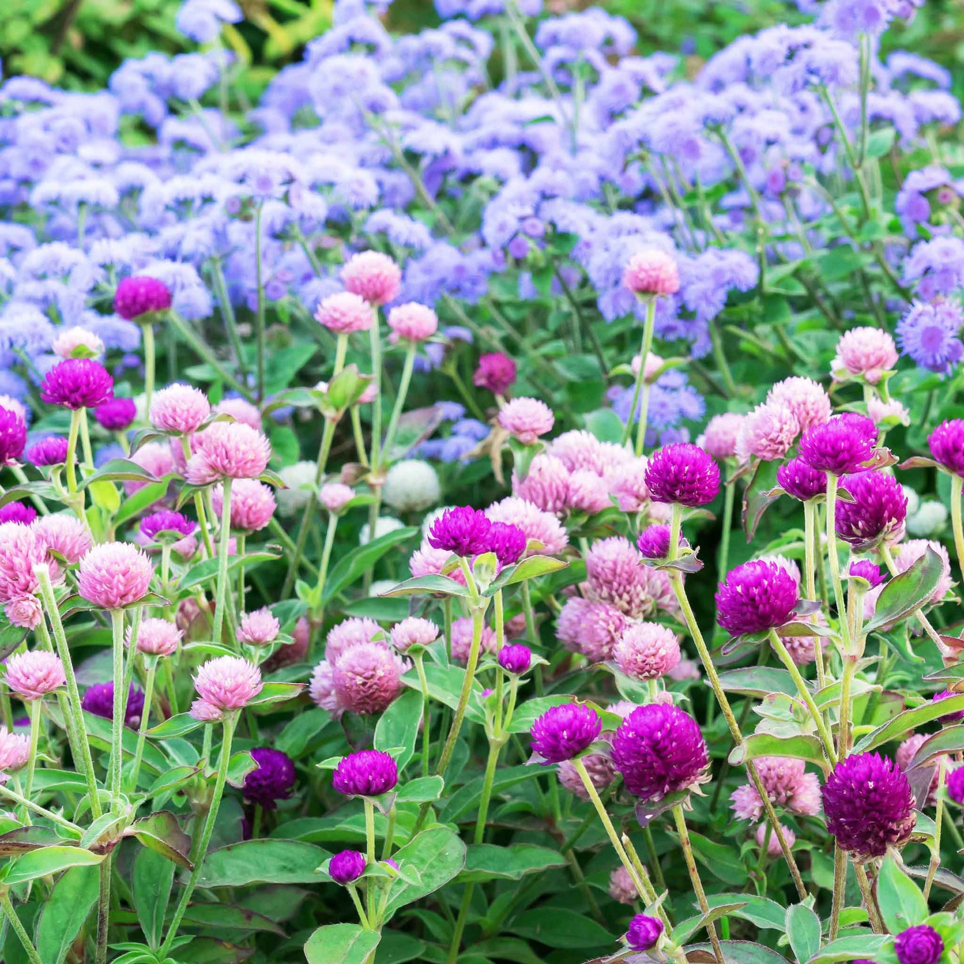 pongapong flower seeds Bulk Gomphrena Seeds - Ping Pong Mix