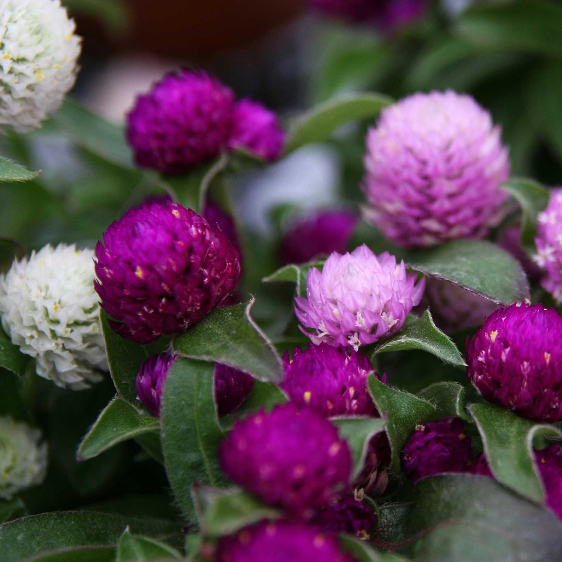 pongapong flower seeds Bulk Gomphrena Seeds - Ping Pong Mix