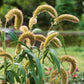 grass foxtail millet