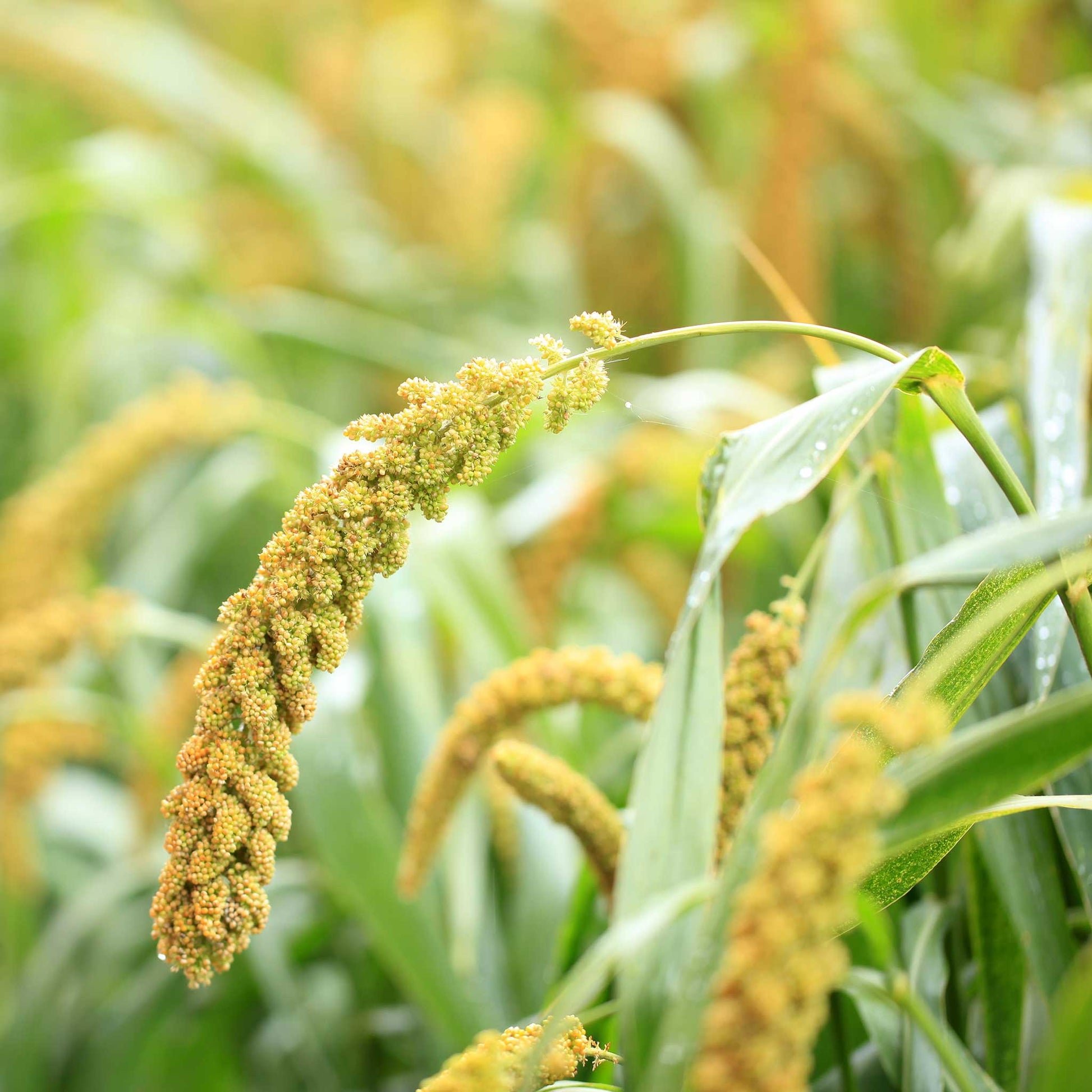 grass foxtail millet