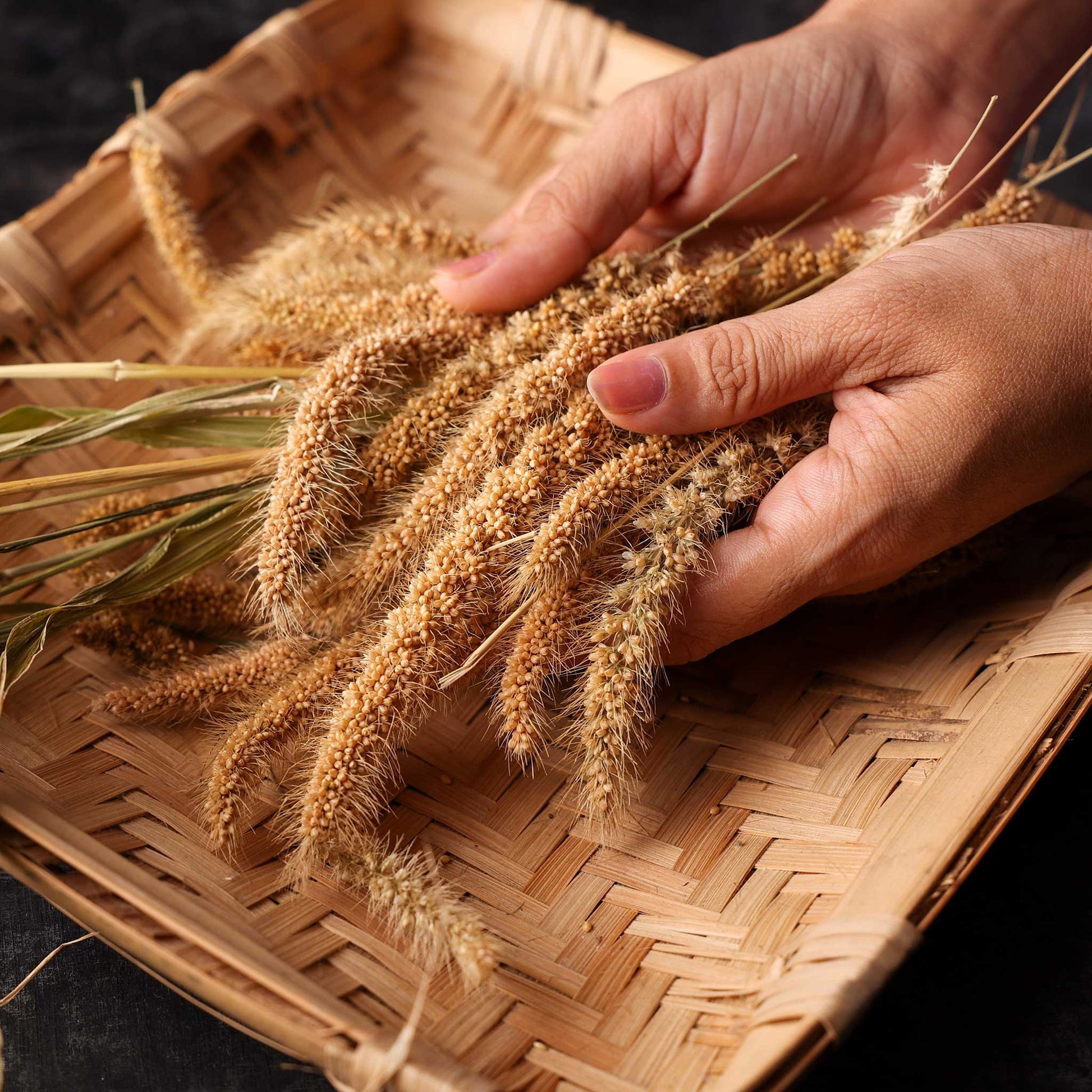 foxtail plant seeds Grass Seeds - Foxtail Millet | Grass Seeds
