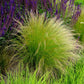 grass mexican feather