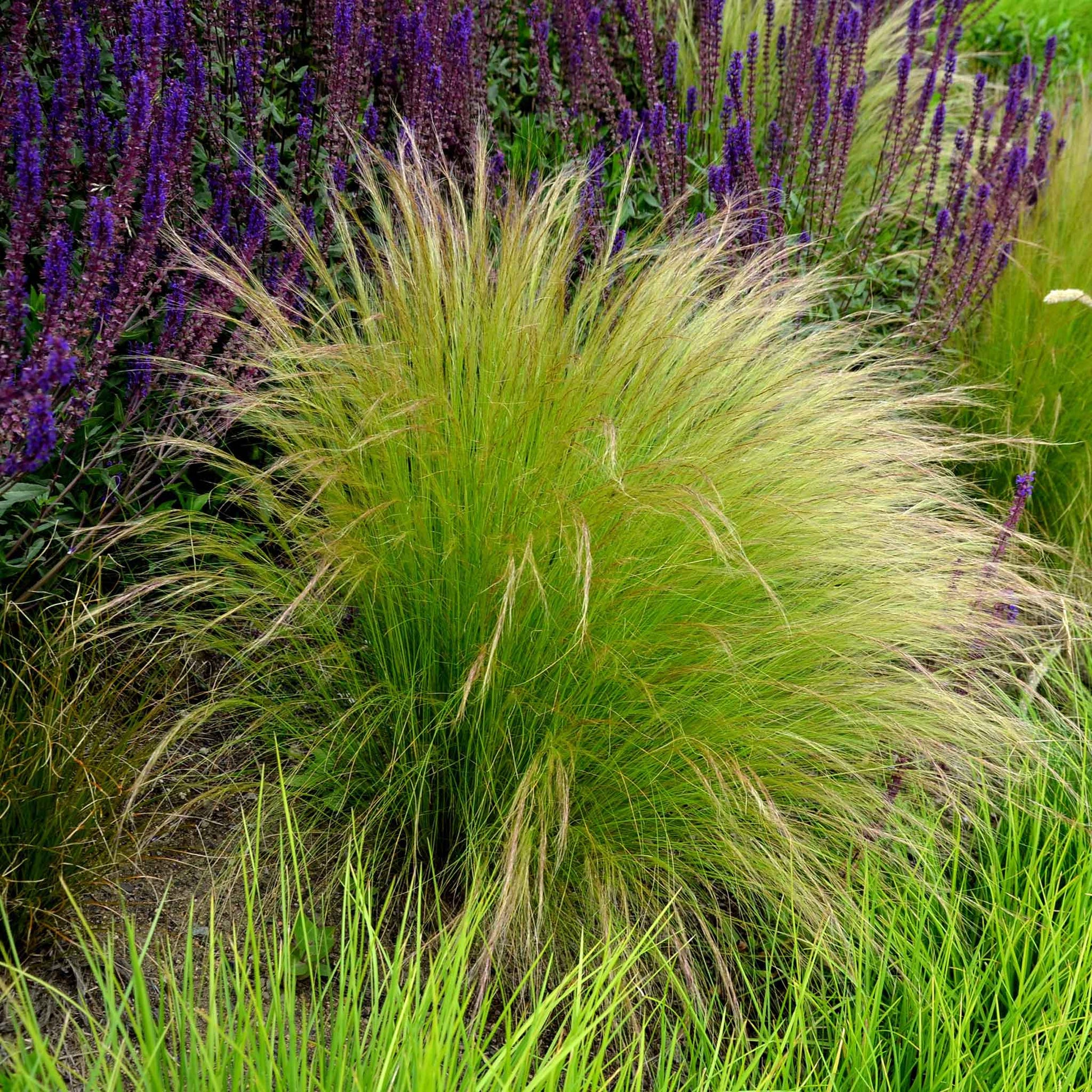 grass mexican feather