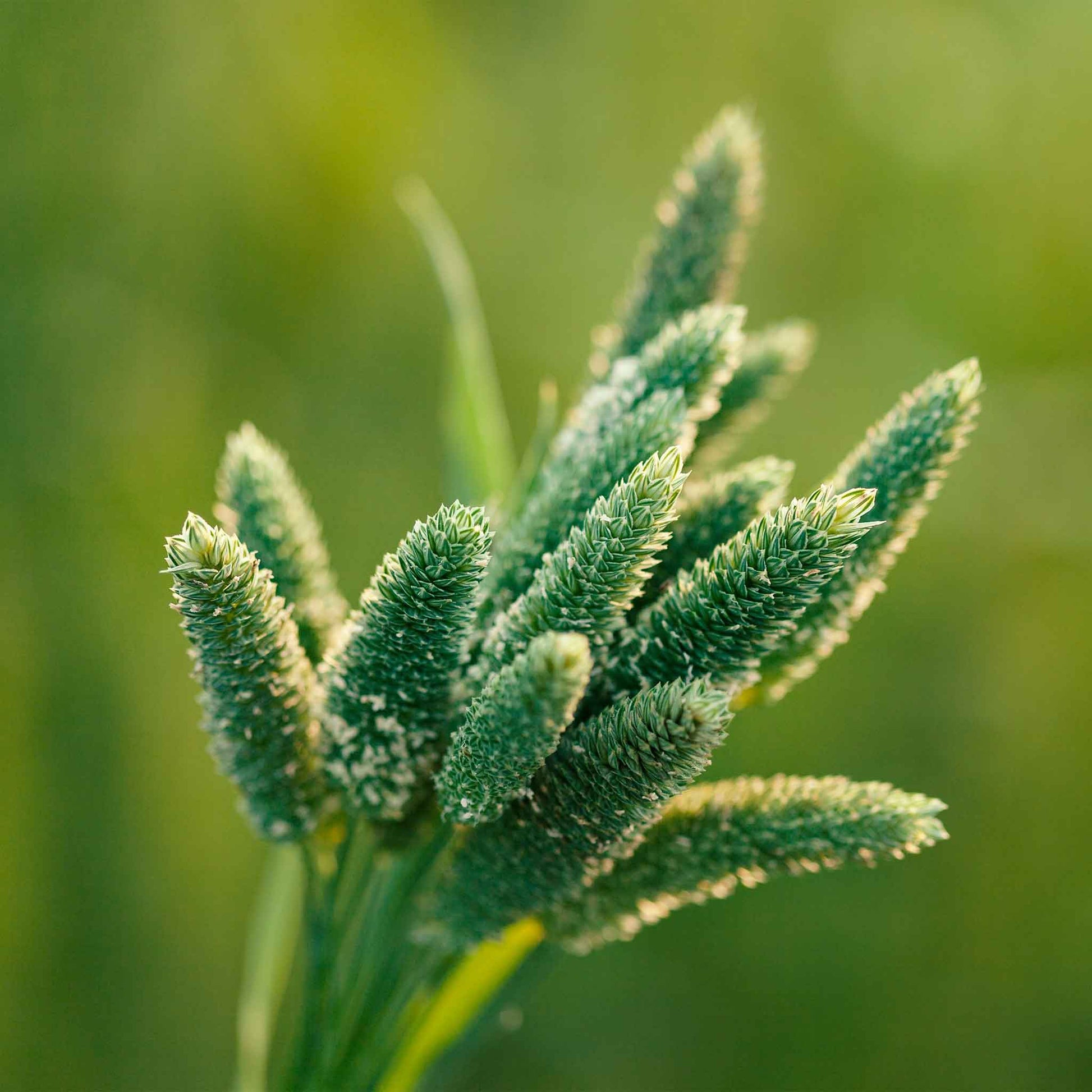 grass flower seeds Bulk Grass Seeds