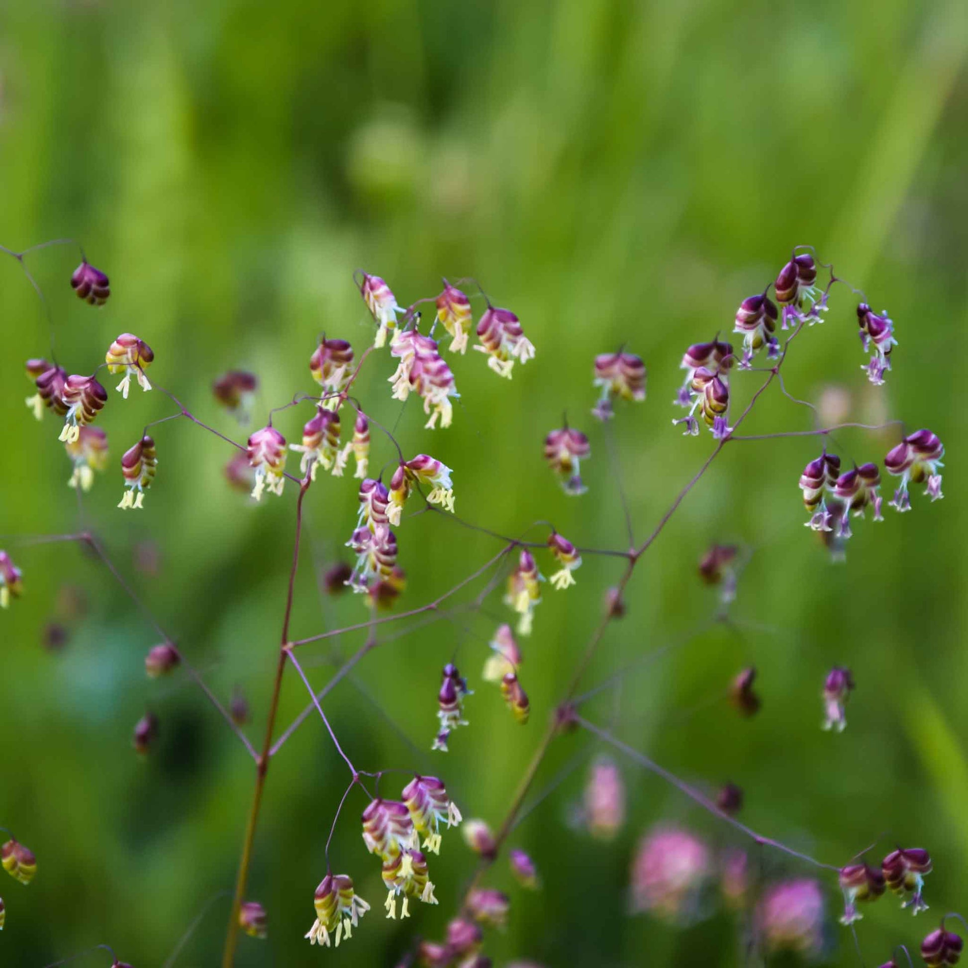 planting ornamental grass seed Grass Seeds - Annual Ornamental Grass Mix | Grass Seeds