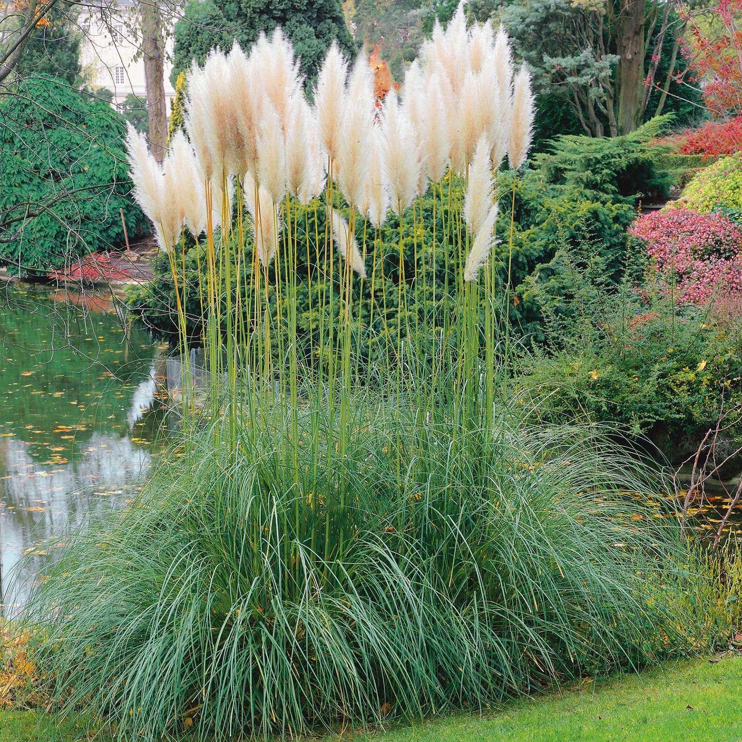 grass pampas plume white