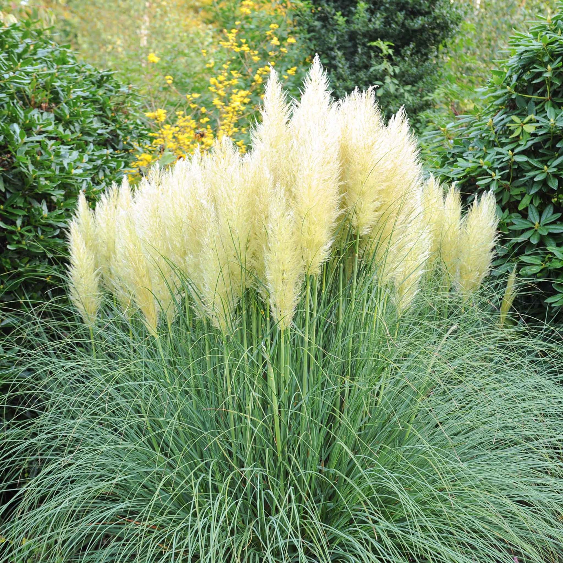 grass pampas plume white