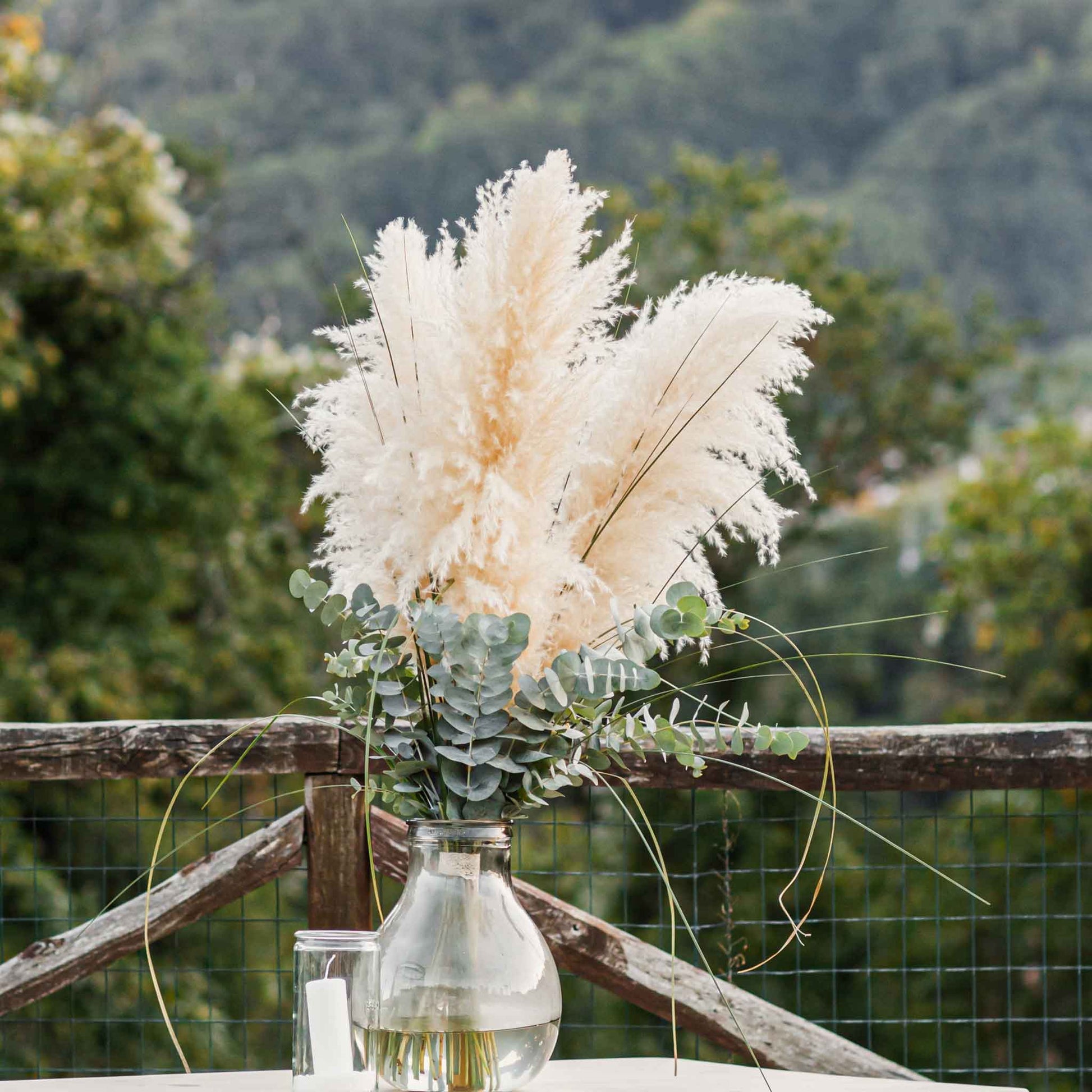plant pampas grass seeds Grass Seeds - Pampas Plume White | Grass Seeds