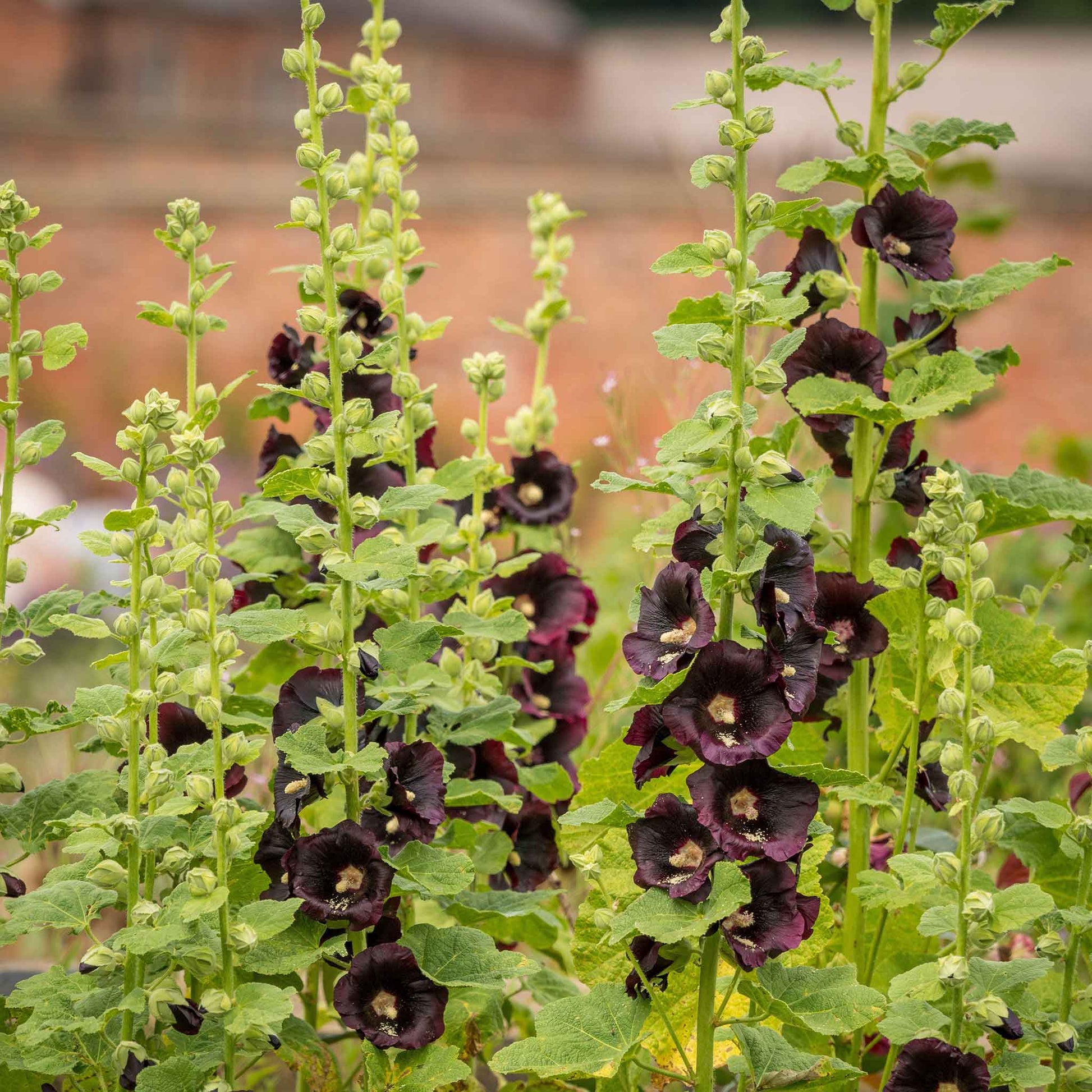 where to plant hollyhock seeds Bulk Hollyhock Seeds