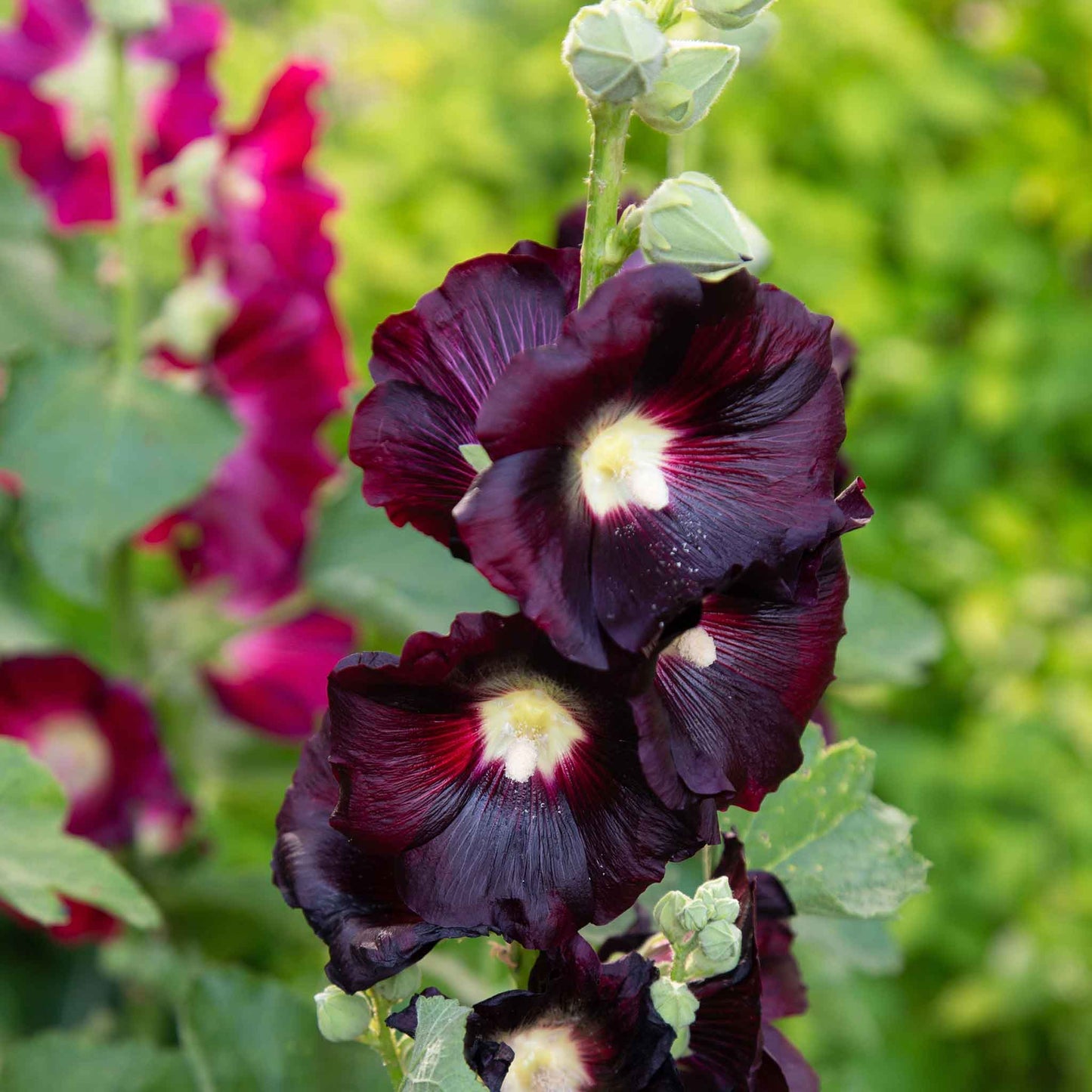 hollyhock seeds for planting Bulk Hollyhock Seeds