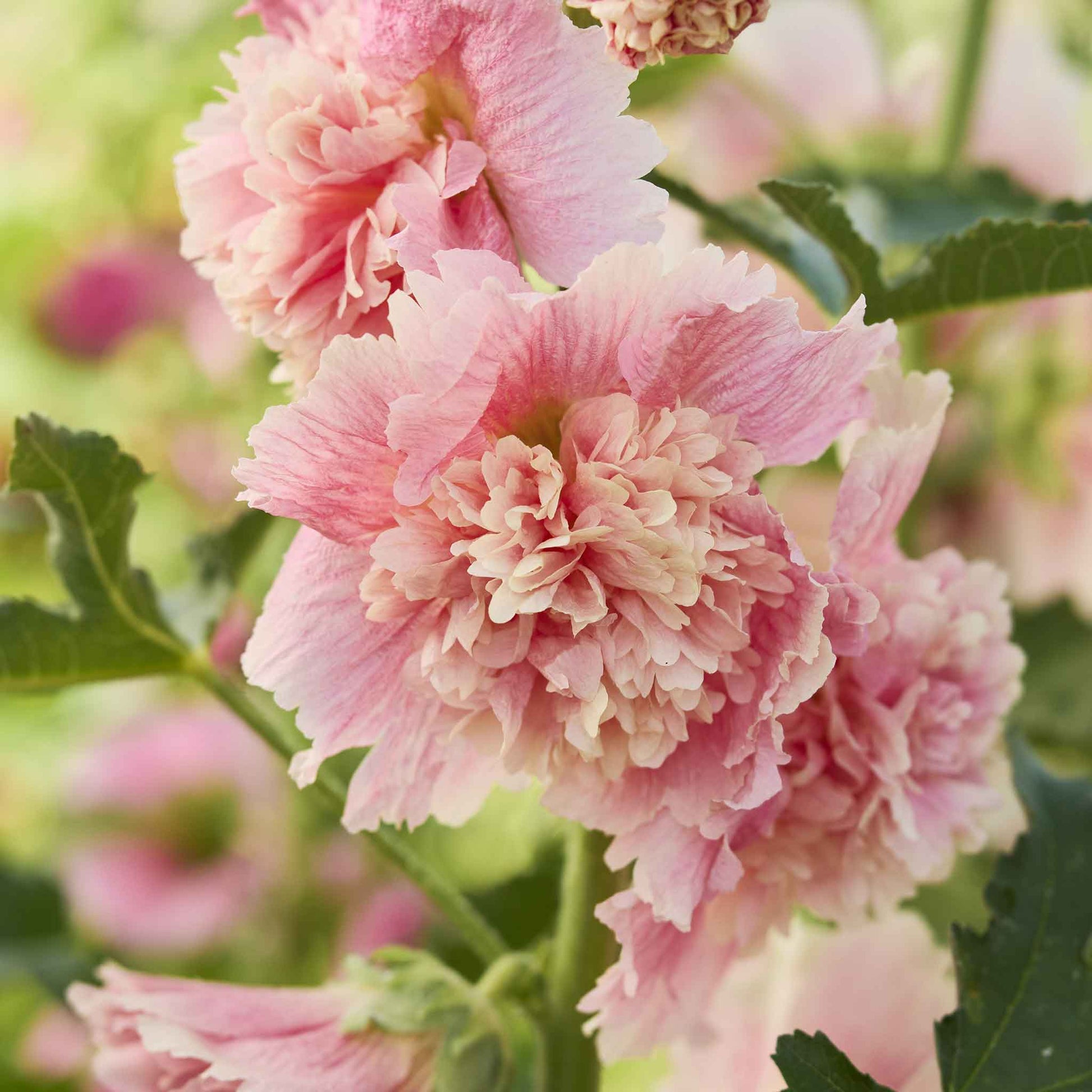 hollyhock flower seeds Bulk Hollyhock Seeds - Summer Carnival Apple Blossom