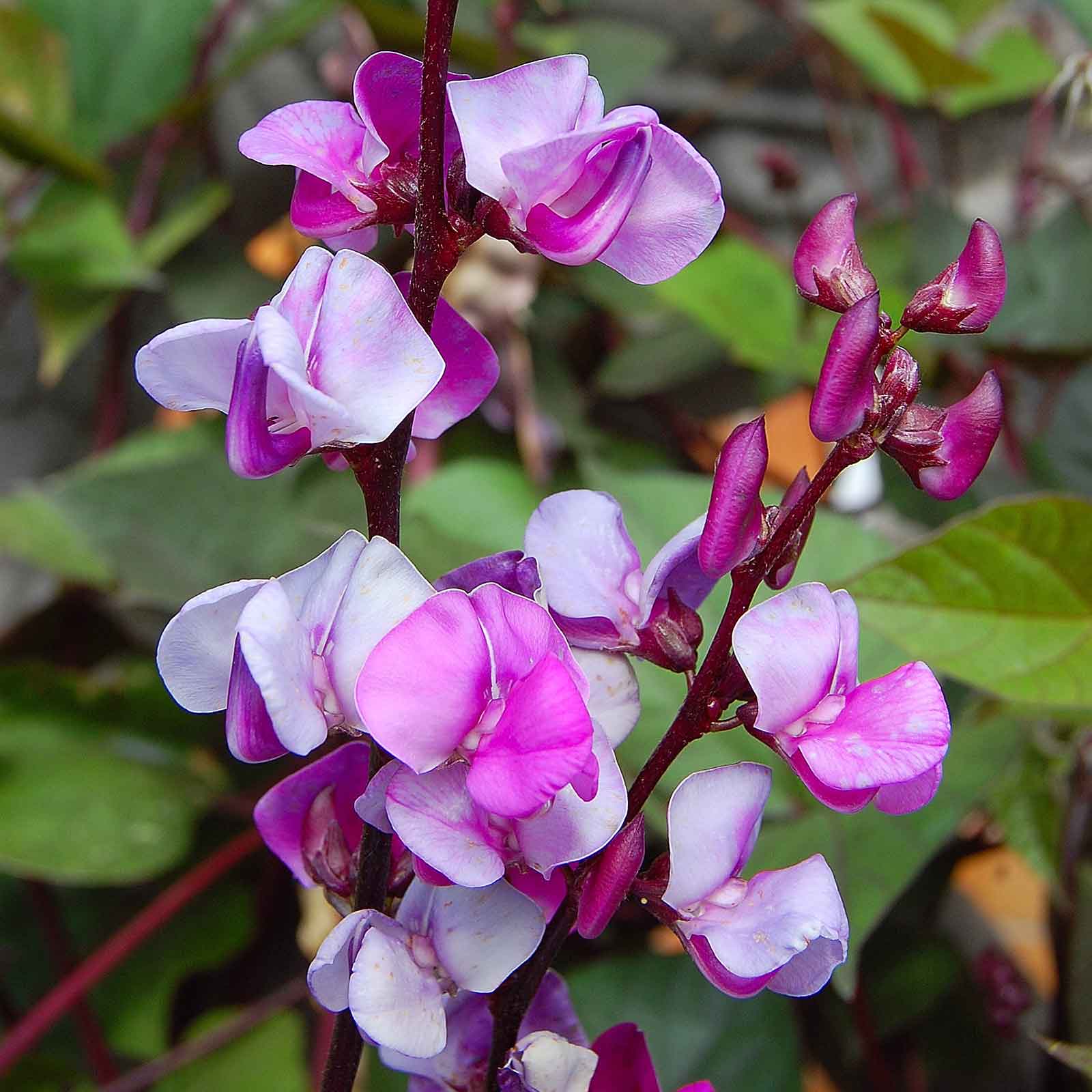 planting hyacinth bean vine seeds Bulk Hyacinth Bean Seeds