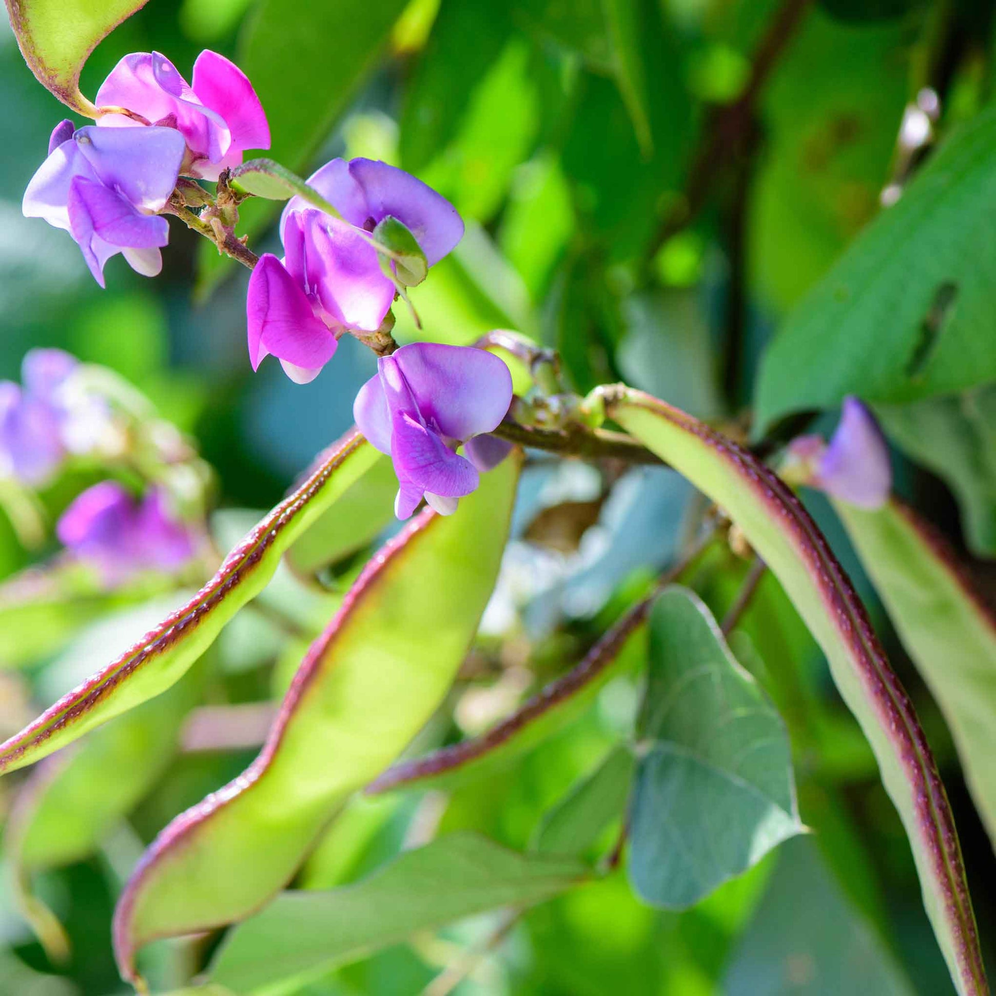 plant hyacinth seeds Bulk Hyacinth Bean Seeds 1 Ounce