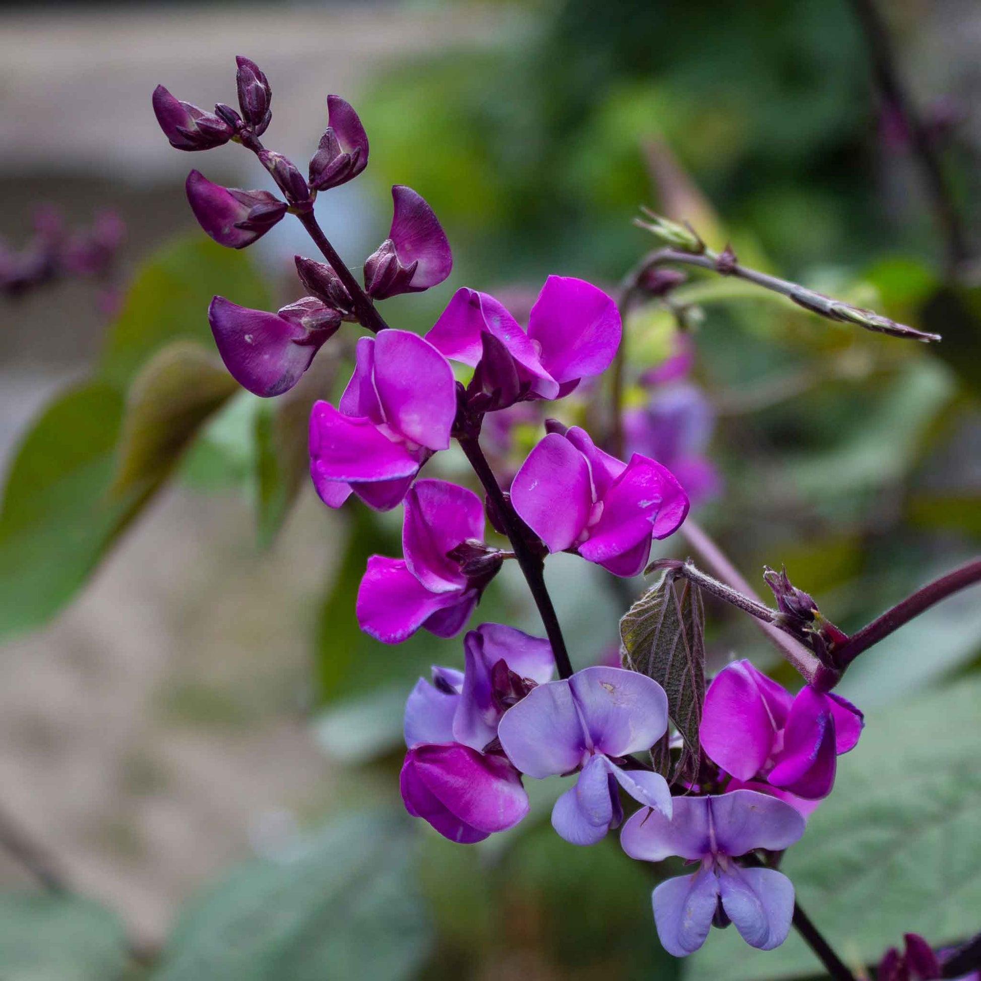 planting purple hyacinth bean seeds Bulk Hyacinth Bean Seeds 1 Ounce