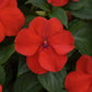 impatiens beacon bright red