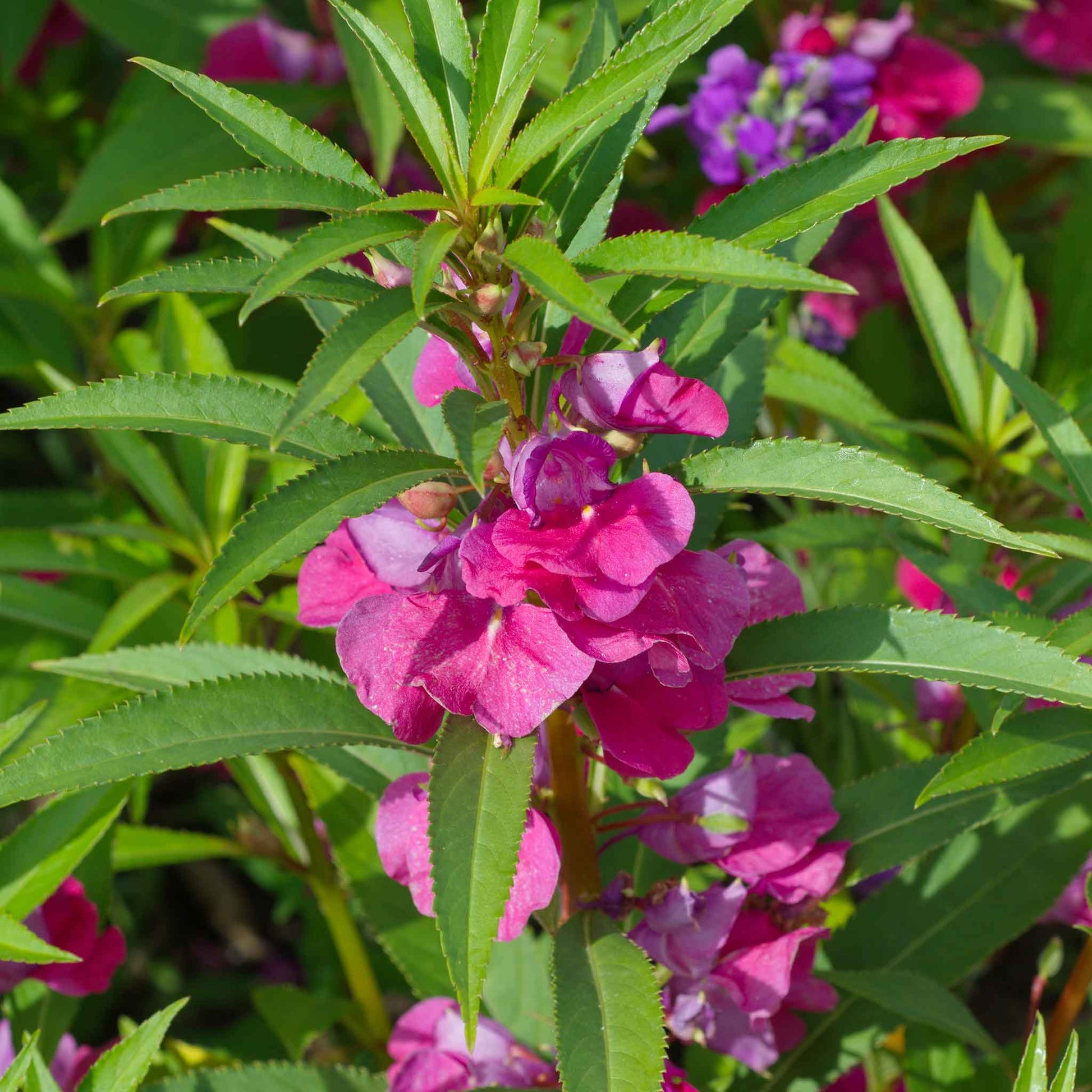 plant impatiens seeds Bulk Impatiens Seeds