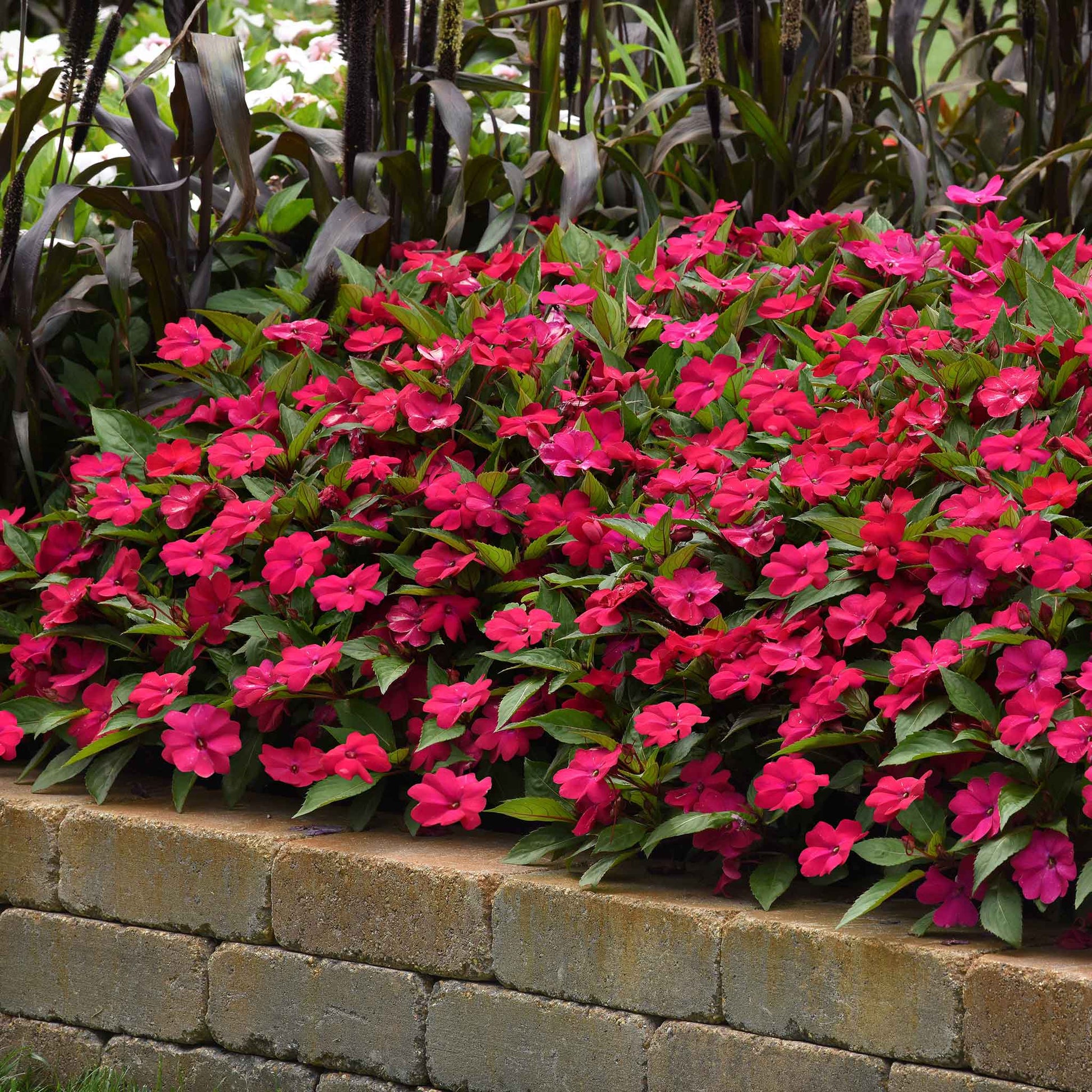 magenta plant seed Bulk Impatiens Seeds - Solarscape Magenta Bliss | Flower Seeds