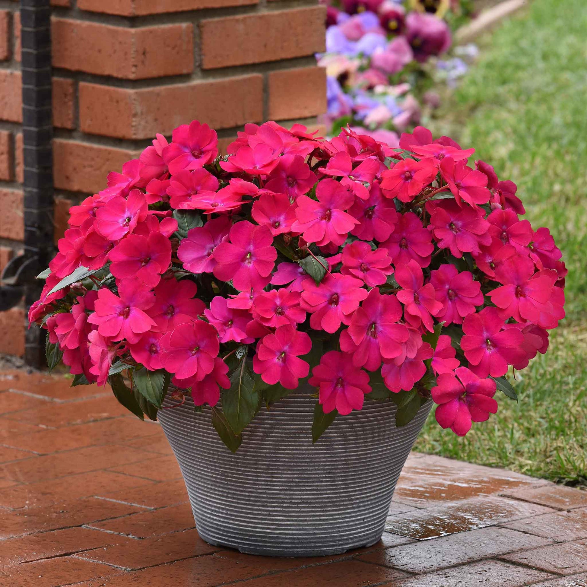 impatiens plant seeds Bulk Impatiens Seeds - Solarscape Magenta Bliss | Flower Seeds