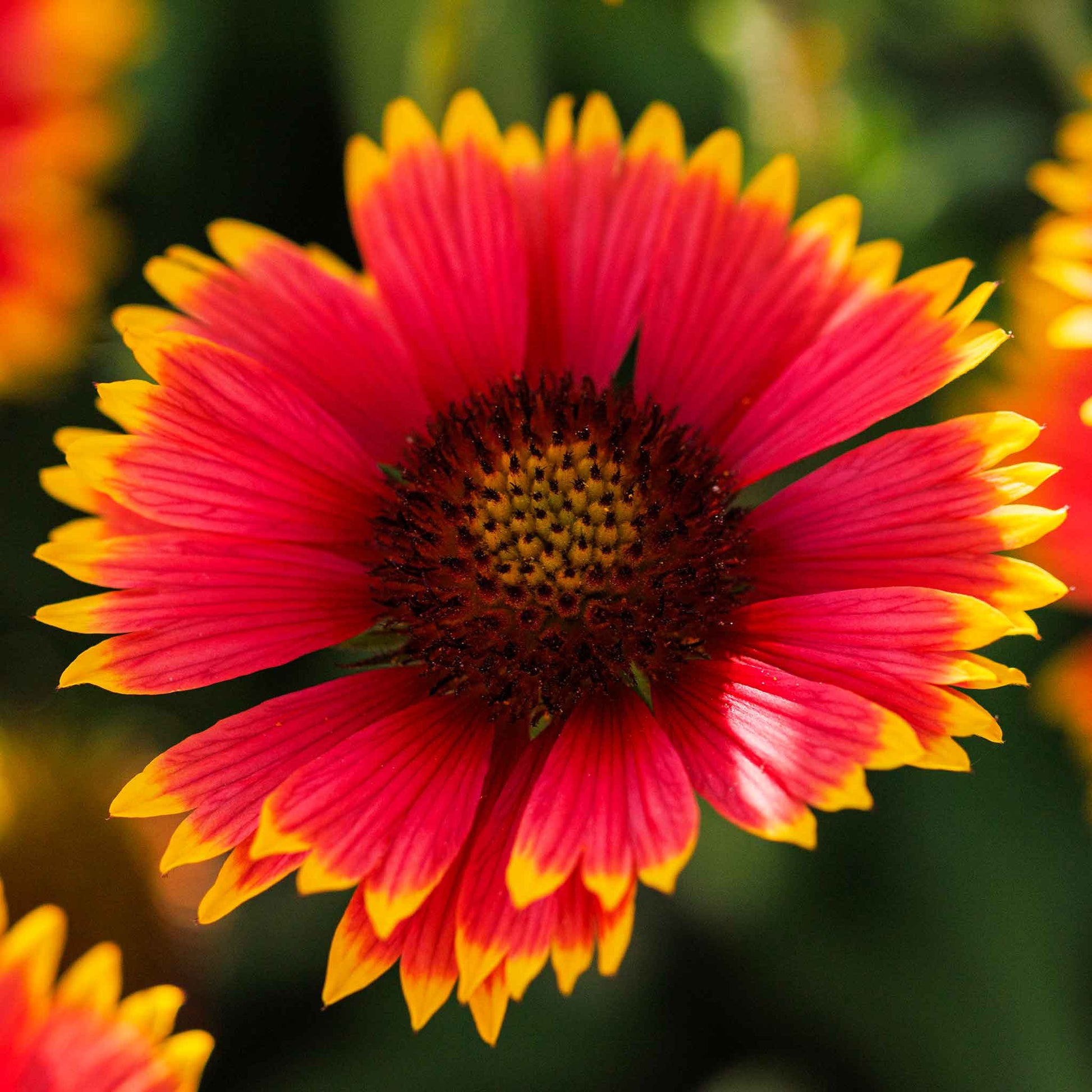 planting indian blanket seeds Bulk Indian Blanket Seeds